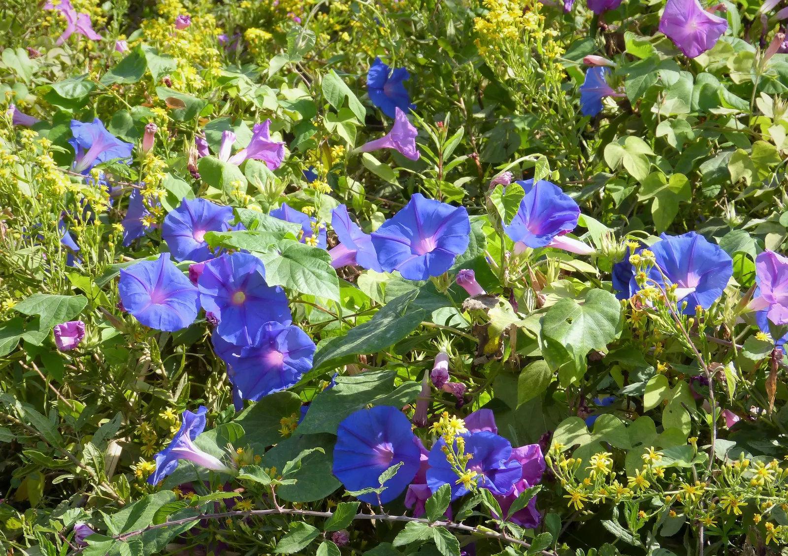 Blue Dawn Flower (Ipomoea Indica) — is a fast-growing perennial vine with heart-shaped leaves and striking azure blooms that open each morning