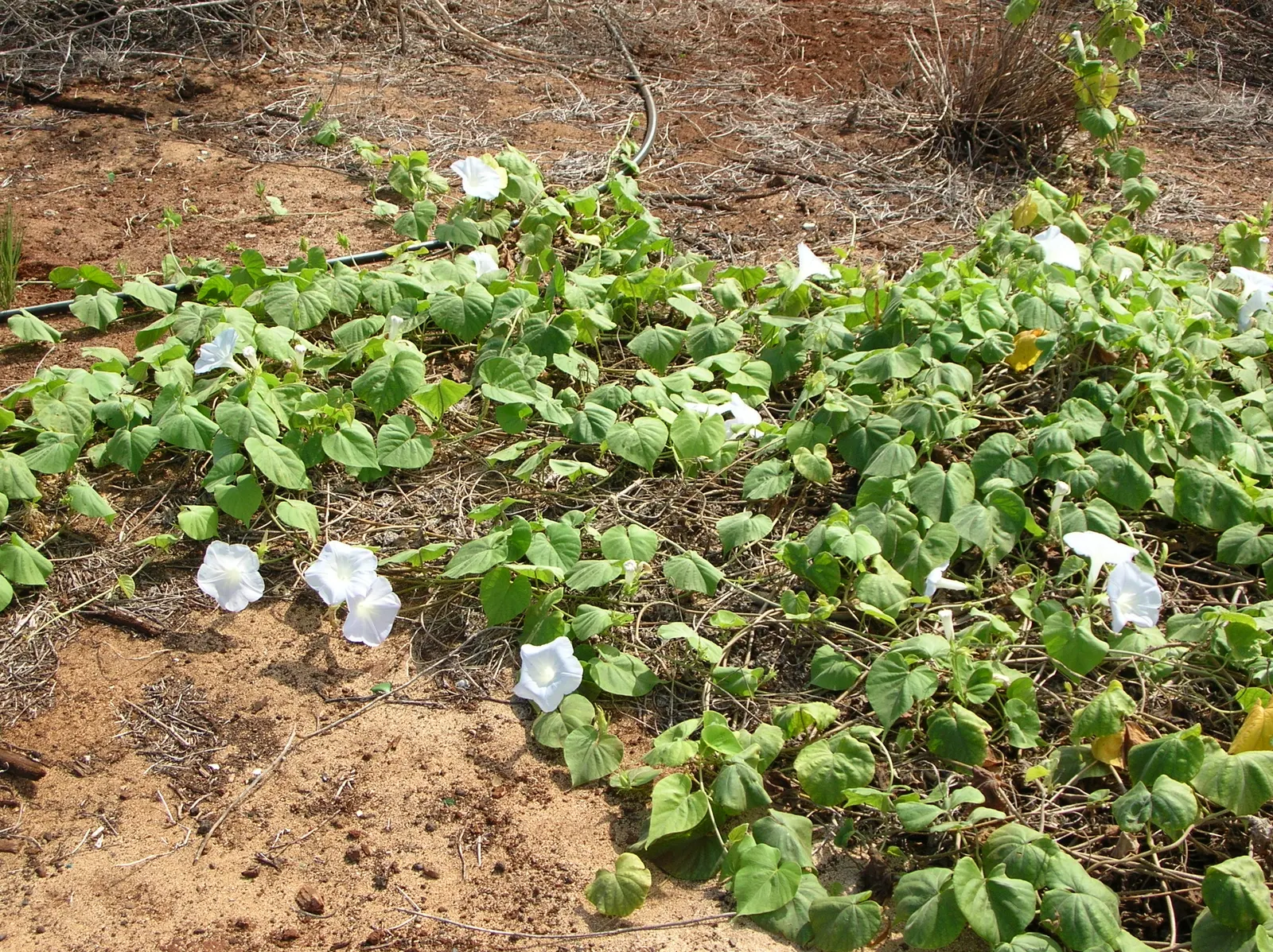 Blue Dawn Flower (Ipomoea Indica) — scientifically known as Ipomoea indica