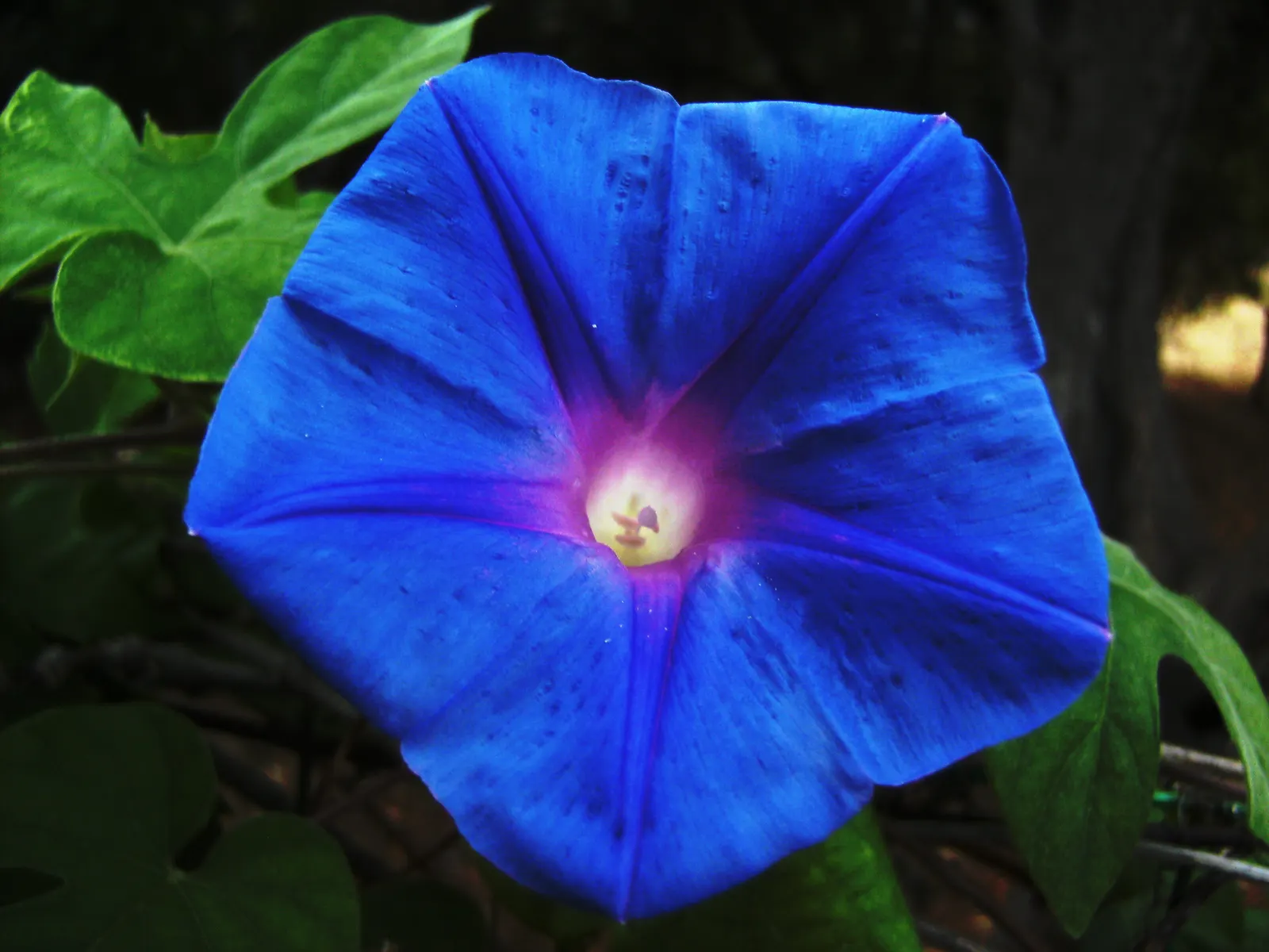 Blue Dawn Flower (Ipomoea Indica) — making it versatile for garden backgrounds; trumpet-shaped blooms that exhibit a brilliant azure to purplish-blue hue