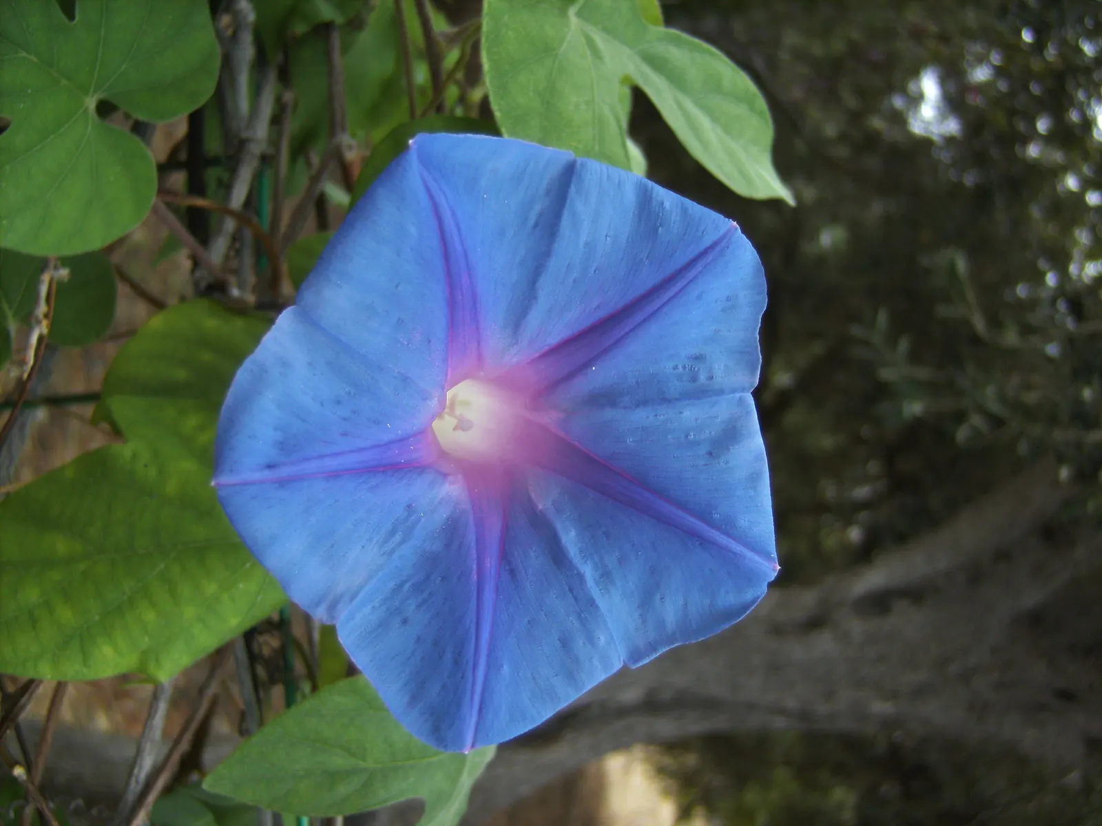 Blue Dawn Flower (Ipomoea Indica) — Regular watering is essential, particularly during dry spells, to maintain its lush appearance; the Blue Dawn Flower can