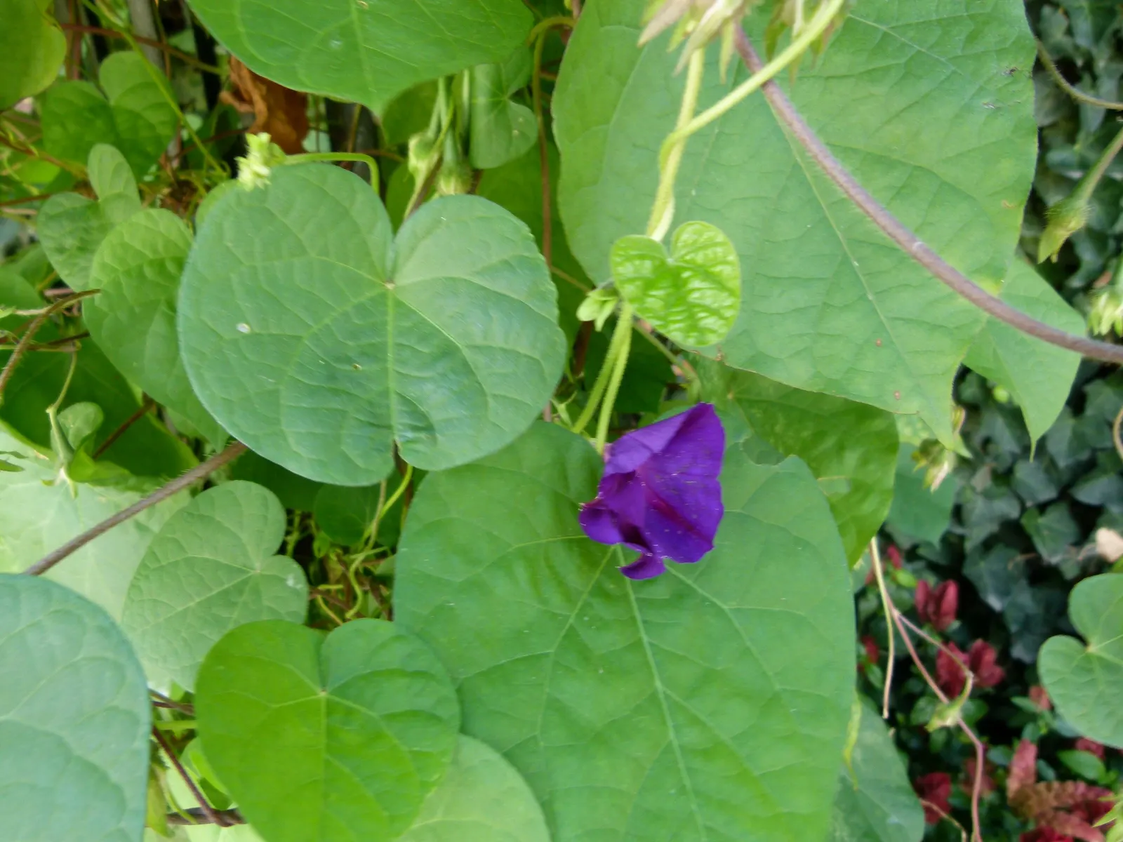 Blue Dawn Flower (Ipomoea Indica) — Hardy in USDA zones 9-11, it thrives in full sun to partial shade; regular watering is essential, particularly during dry