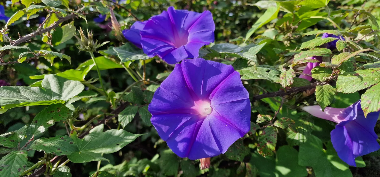 Blue Dawn Flower (Ipomoea Indica) — The flowers, about 3 inches across, offer a vibrant display from summer to fall, attracting pollinators; vine with blue and