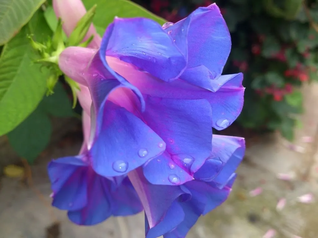 Blue Dawn Flower (Ipomoea Indica) — These blossoms unfurl early in the day to reveal their heartwarming splendor; is a fast-growing perennial vine with