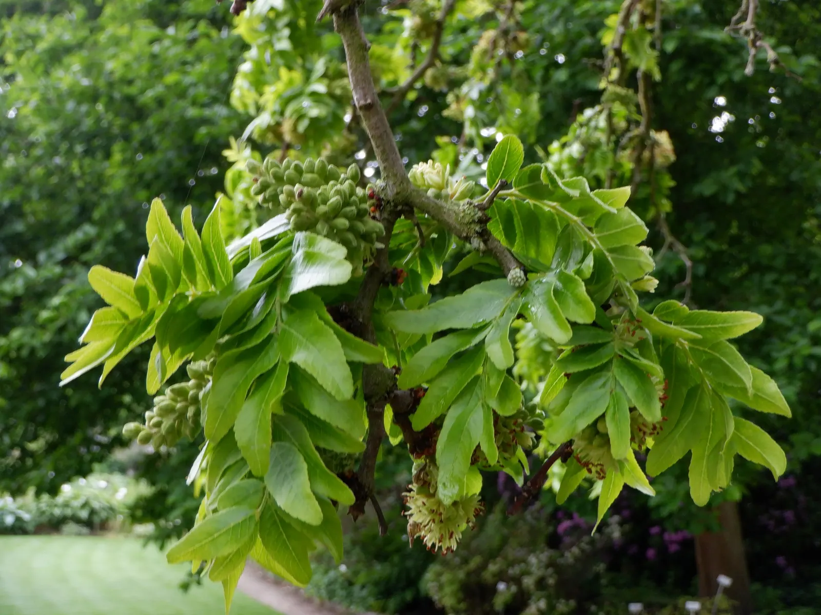 Honey Locust (Gleditsia Triacanthos Inermis) — frequently increasing in height by more than 24 inches annually.<br><br>Adaptable and resilient, image 69