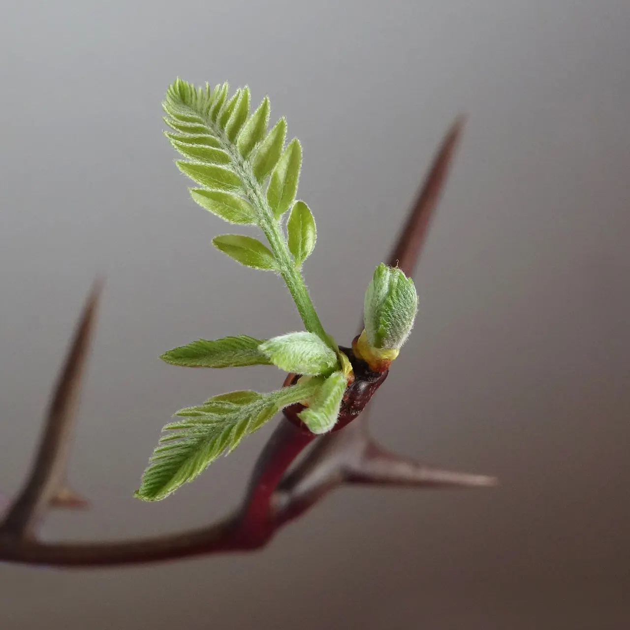 Honey Locust (Gleditsia Triacanthos Inermis) — The tree reaches a mature height of 30 to 70 feet; frequently increasing in height by more than 24, image 92