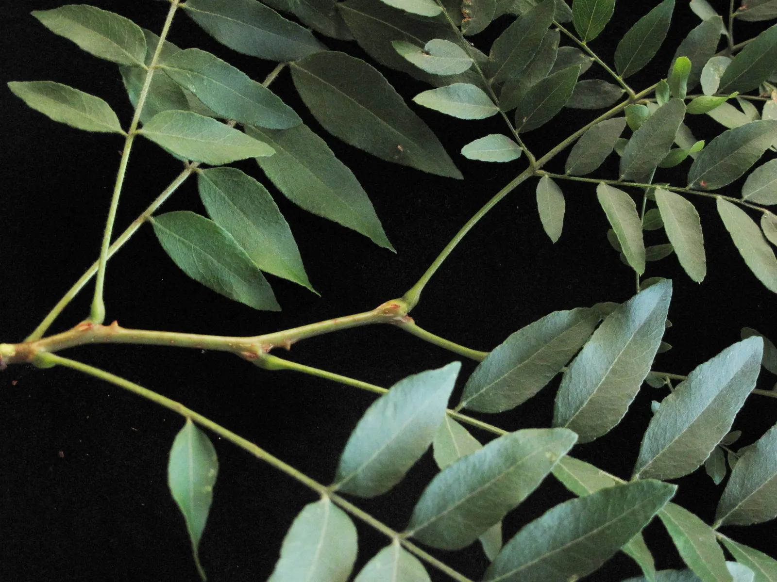 Honey Locust (Gleditsia Triacanthos Inermis) — tree for full or half