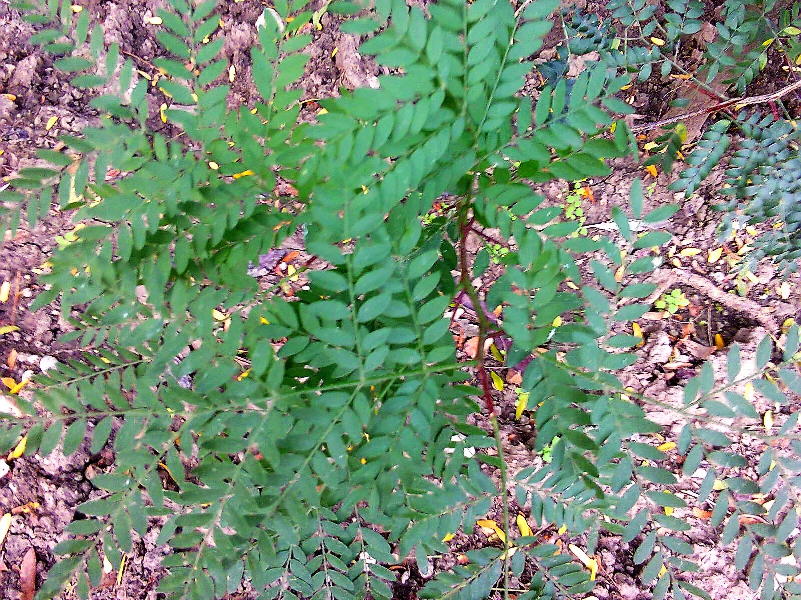 Honey Locust (Gleditsia Triacanthos Inermis) — is a popular deciduous tree known for its distinct; notable for its drought tolerance once established