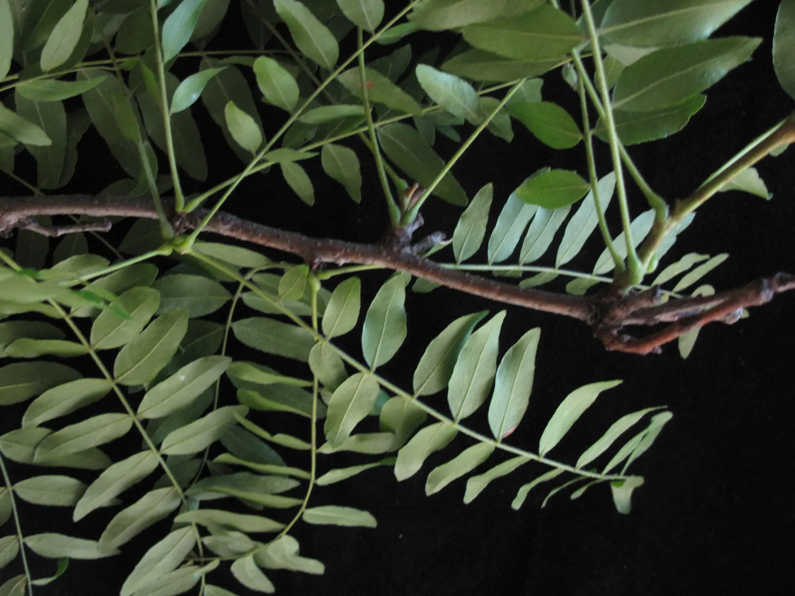 Honey Locust (Gleditsia Triacanthos Inermis) — greenish-yellow flowers bloom in late spring; this low-maintenance species thrives in full sun and, image 101