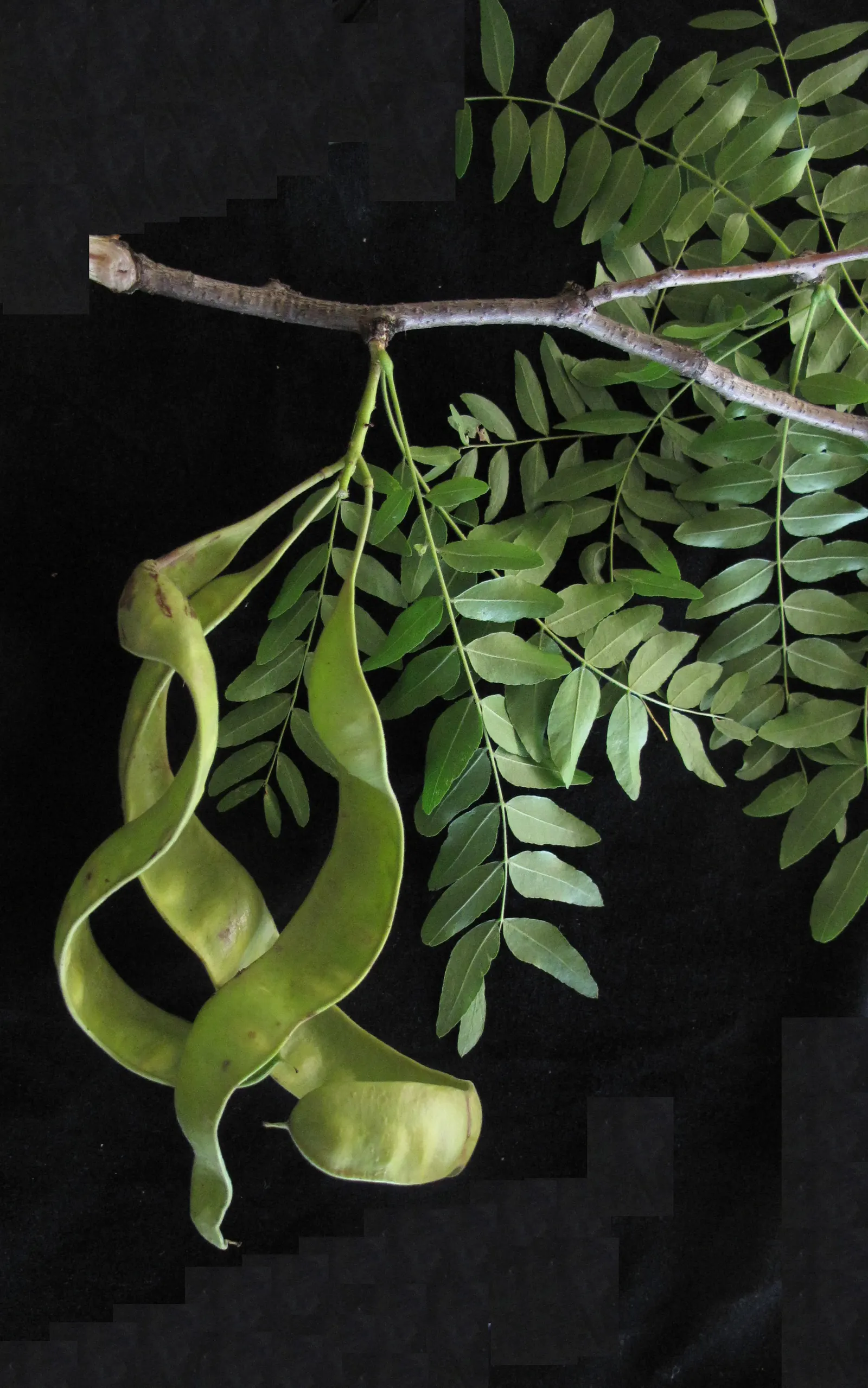 Honey Locust (Gleditsia Triacanthos Inermis) — featuring fragrant spring flowers and twisty seed pods in fall; twisted seed pods in the fall