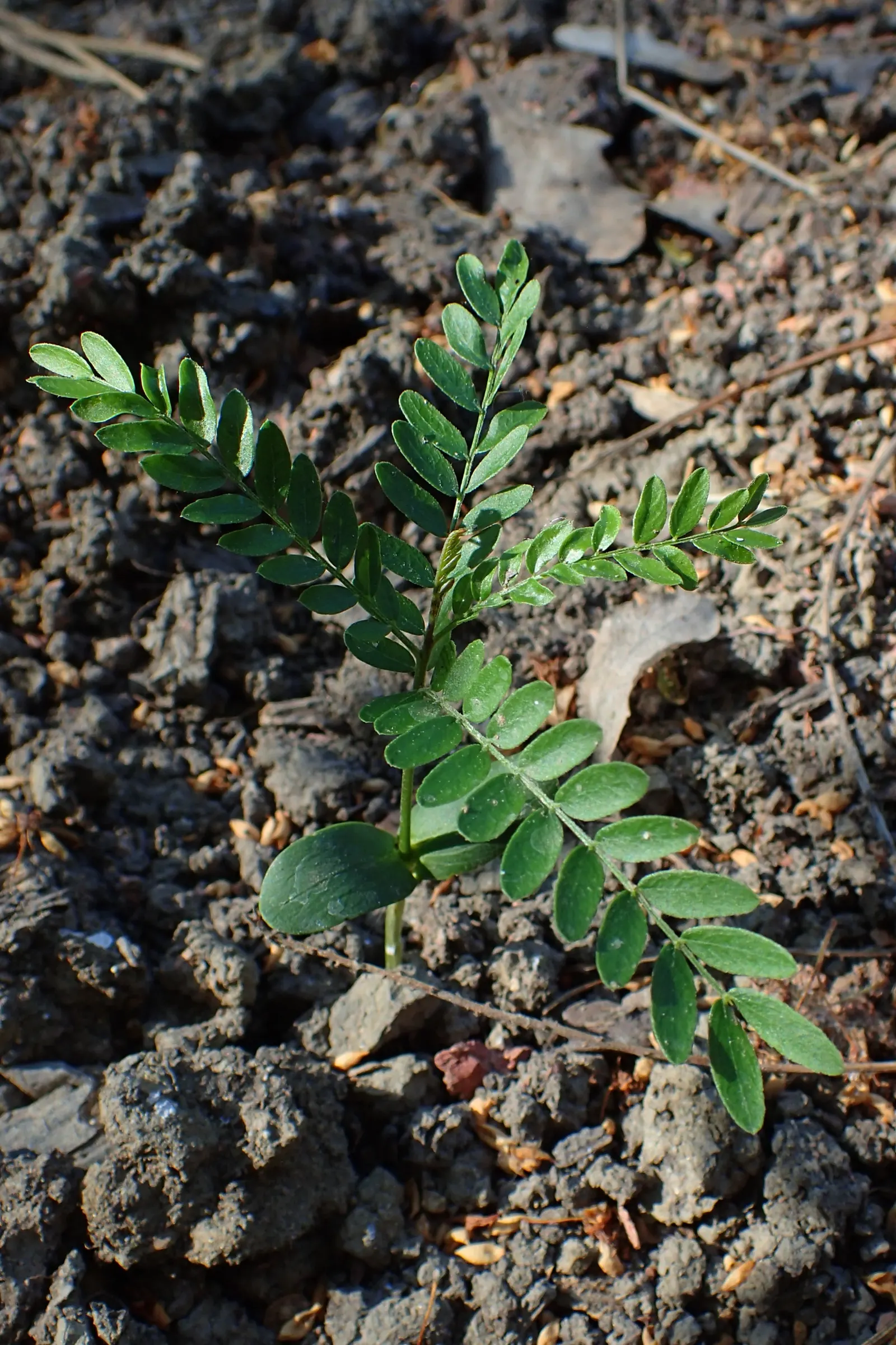 Honey Locust (Gleditsia Triacanthos Inermis) — distinguishing it from the species typically armed with formidable thorns; bipinnate leaves are a vibrant green