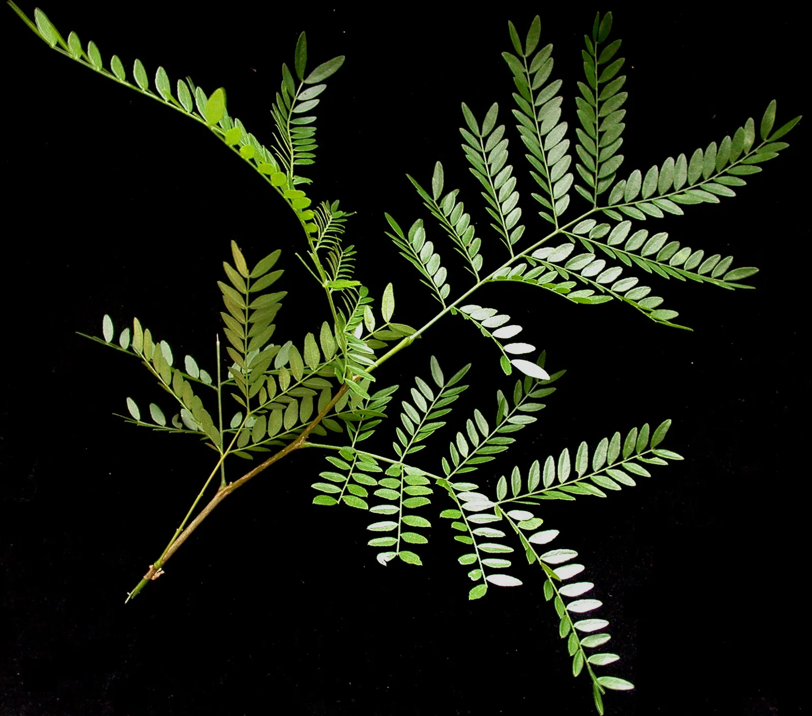 Honey Locust (Gleditsia Triacanthos Inermis) — is a popular deciduous tree known for its distinct