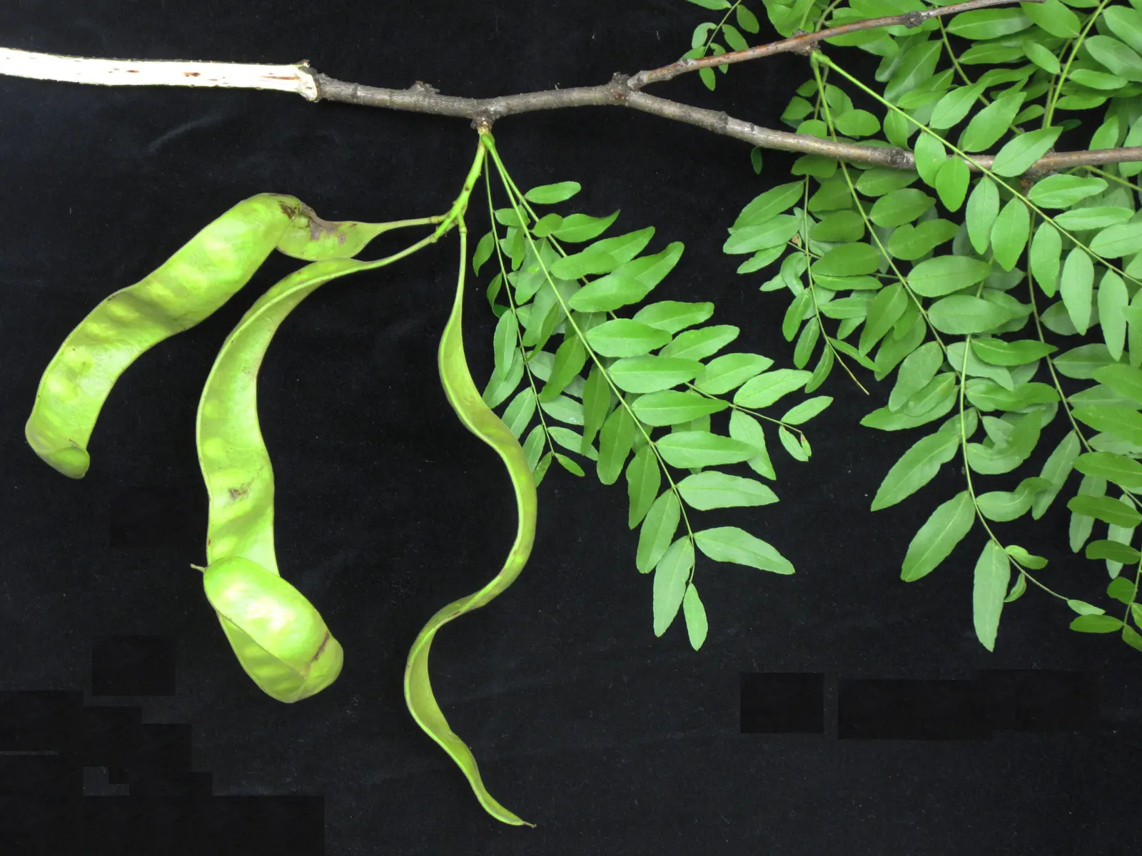 Honey Locust (Gleditsia Triacanthos Inermis) — is a popular deciduous tree known for its distinct; notable for its drought tolerance once, image 111