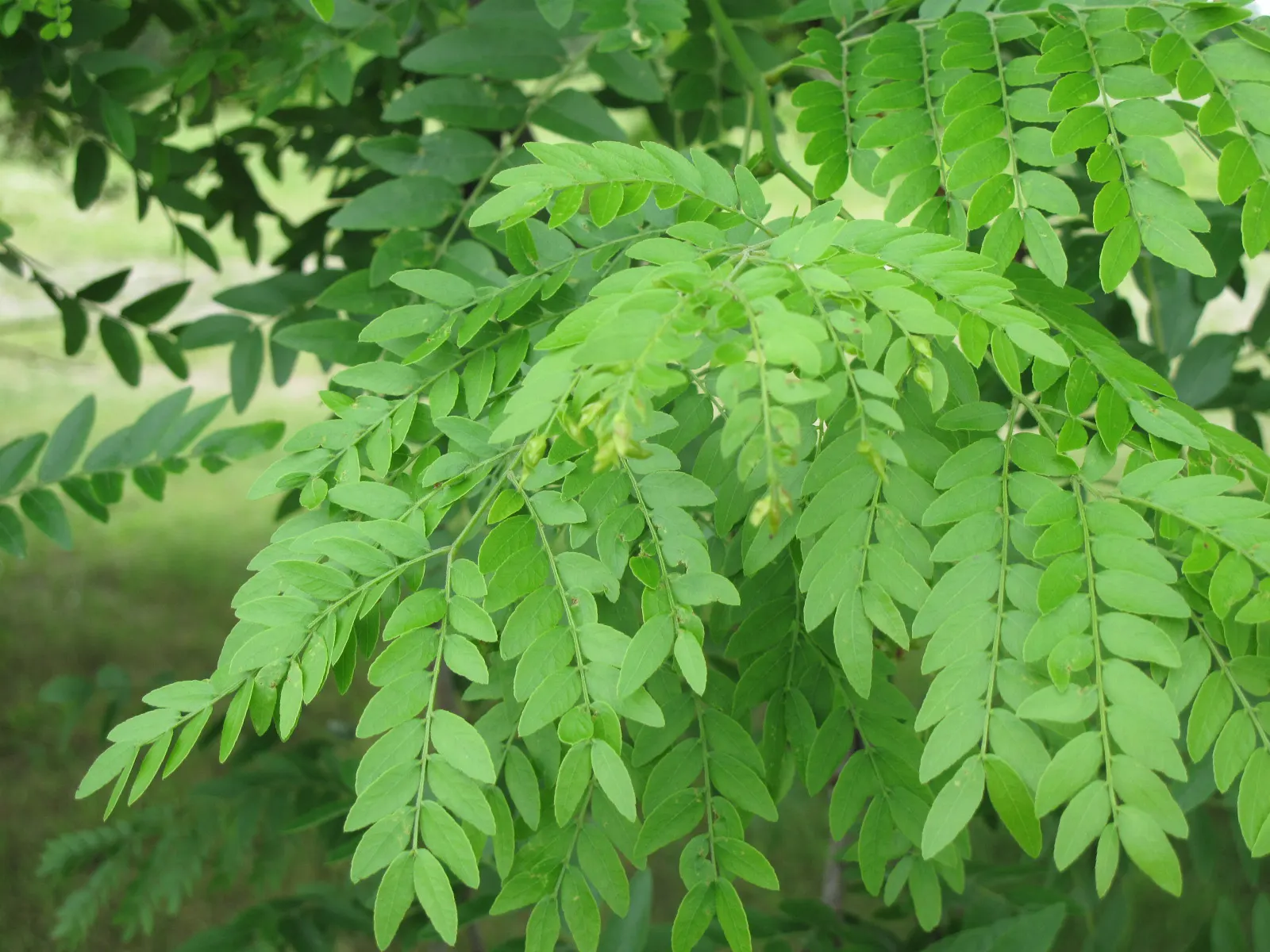 Honey Locust (Gleditsia Triacanthos Inermis) — the Honey Locust tolerates a diverse range of soil conditions including acidic; but it thrives in full sun to