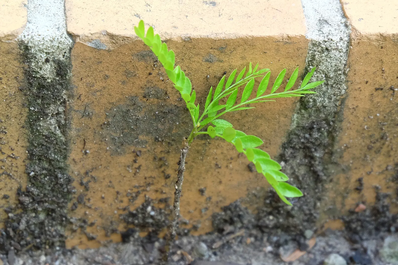 Honey Locust (Gleditsia Triacanthos Inermis) — but it thrives in full sun to partial shade; tree for full or half, image 97