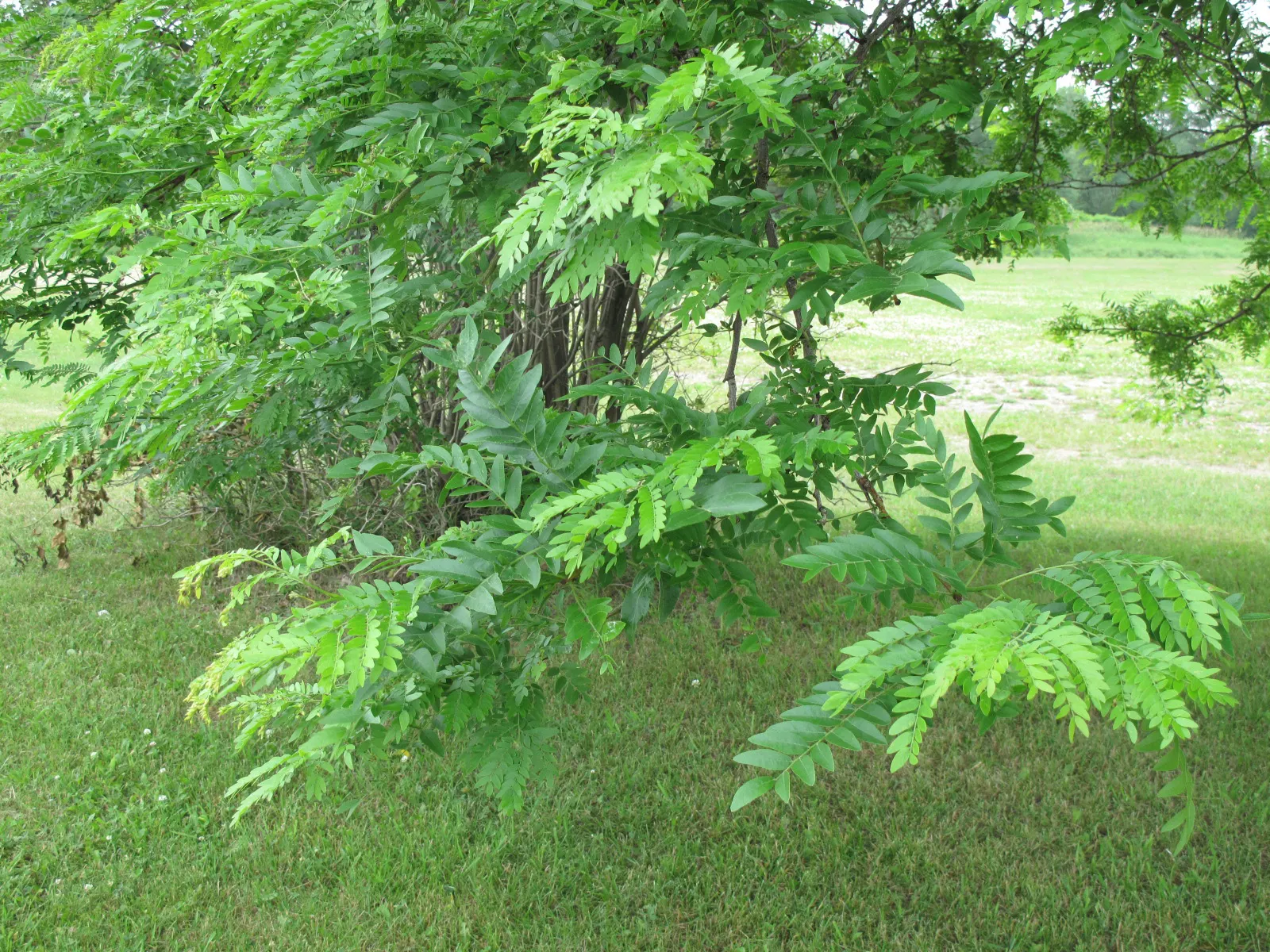 Honey Locust (Gleditsia Triacanthos Inermis) — frequently increasing in height by more than 24 inches annually.<br><br>Adaptable and resilient