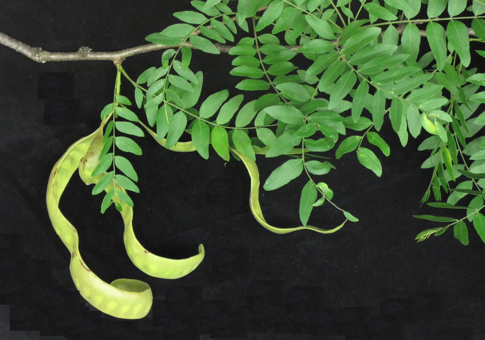 Honey Locust (Gleditsia Triacanthos Inermis) — with a spread of 30 to 50 feet; though they are often inconspicuous, image 67