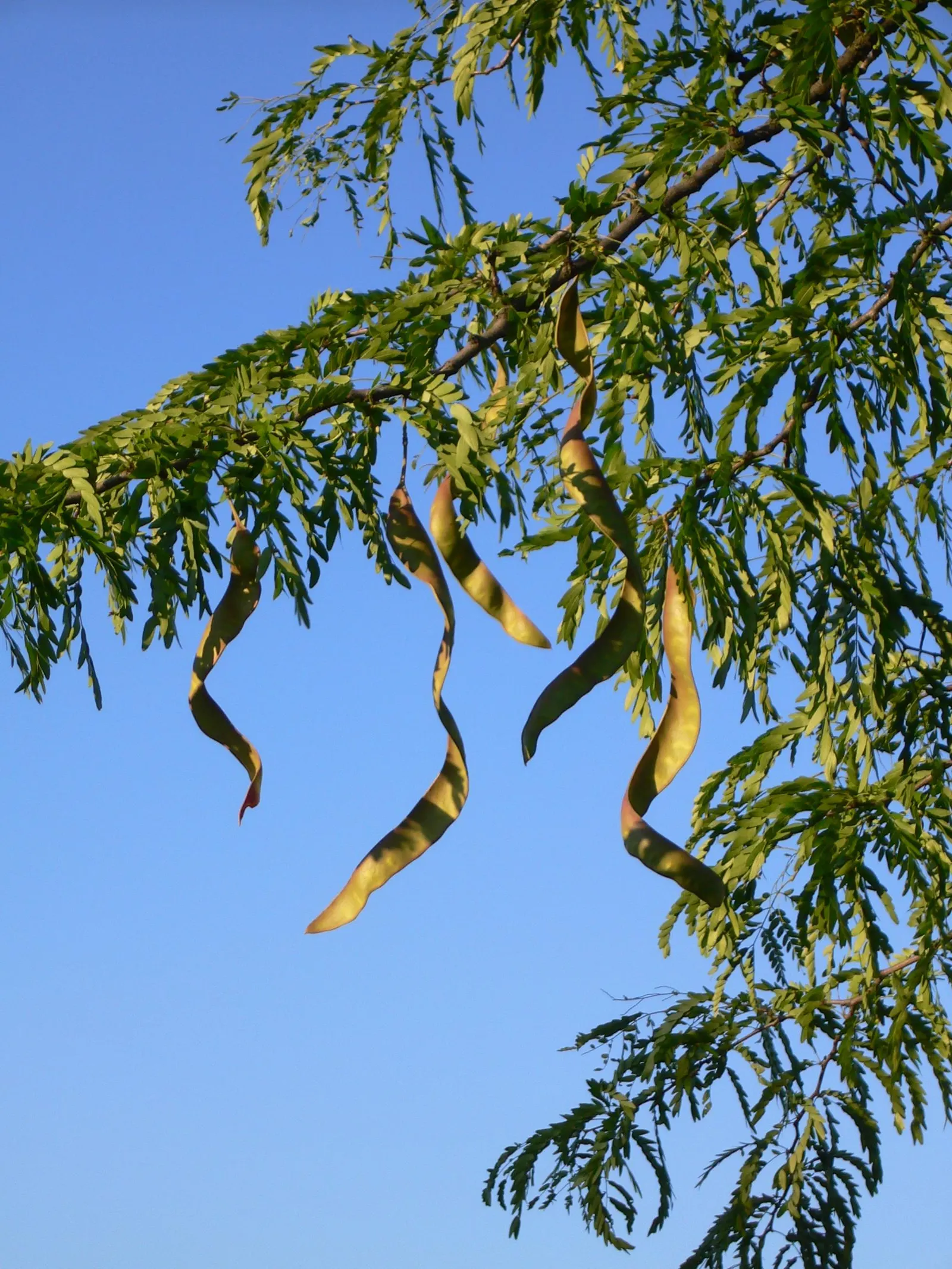 Honey Locust (Gleditsia Triacanthos Inermis) — turning a striking yellow in the fall; making it a low-maintenance option.<br><br>Tiny, image 89