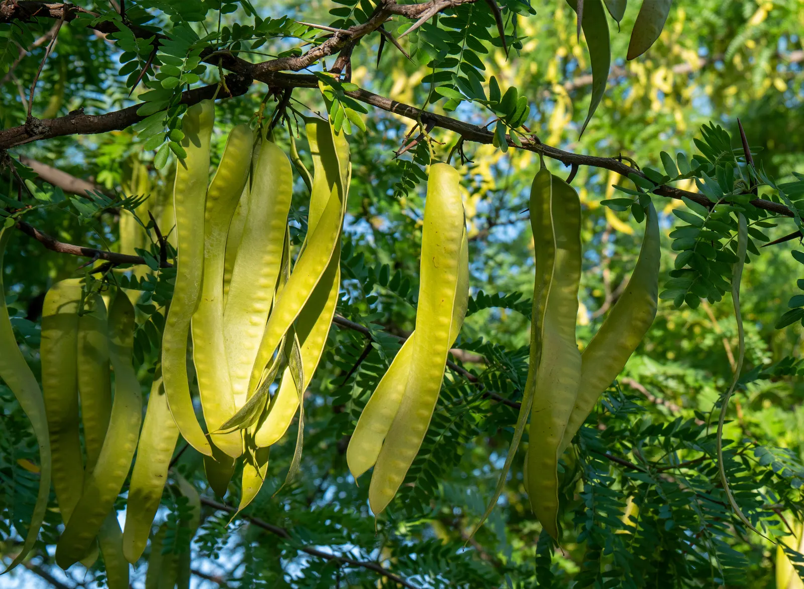 Honey Locust (Gleditsia Triacanthos Inermis) — Notable for its drought tolerance once established; is a popular deciduous tree known for its distinct