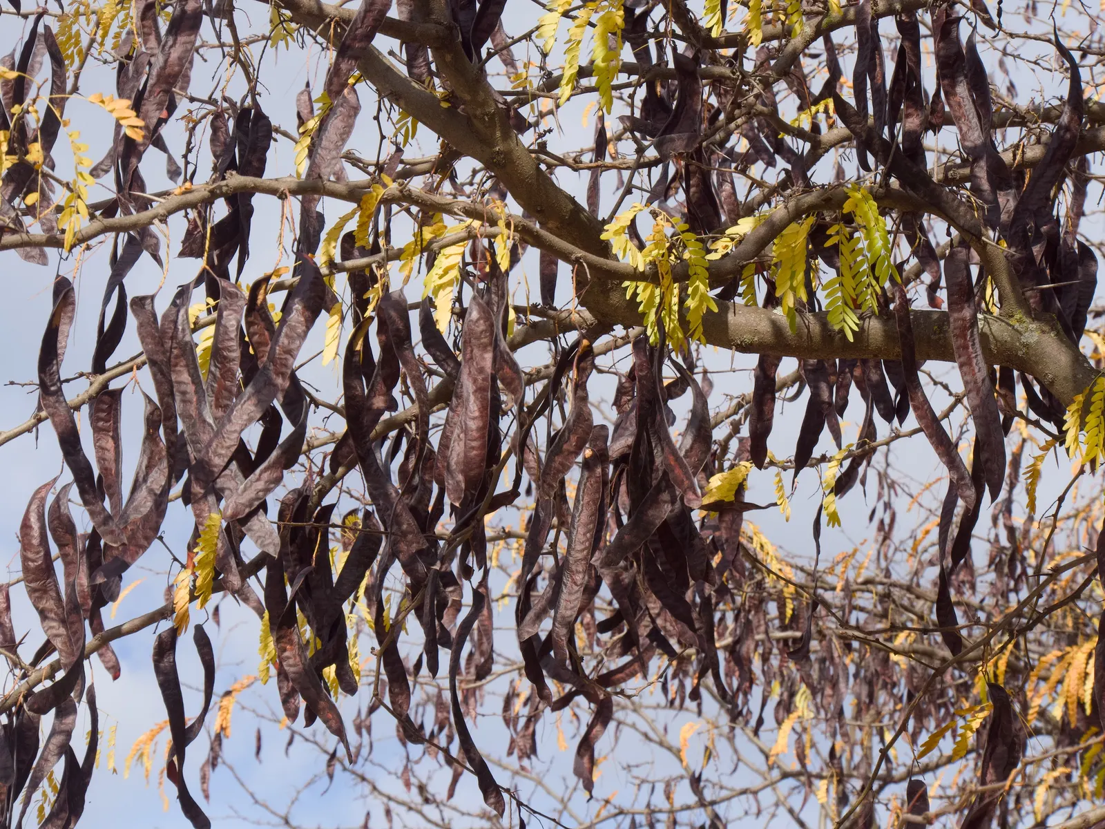 Honey Locust (Gleditsia Triacanthos Inermis) — is a popular deciduous tree known for its distinct; notable for its drought tolerance once, image 85