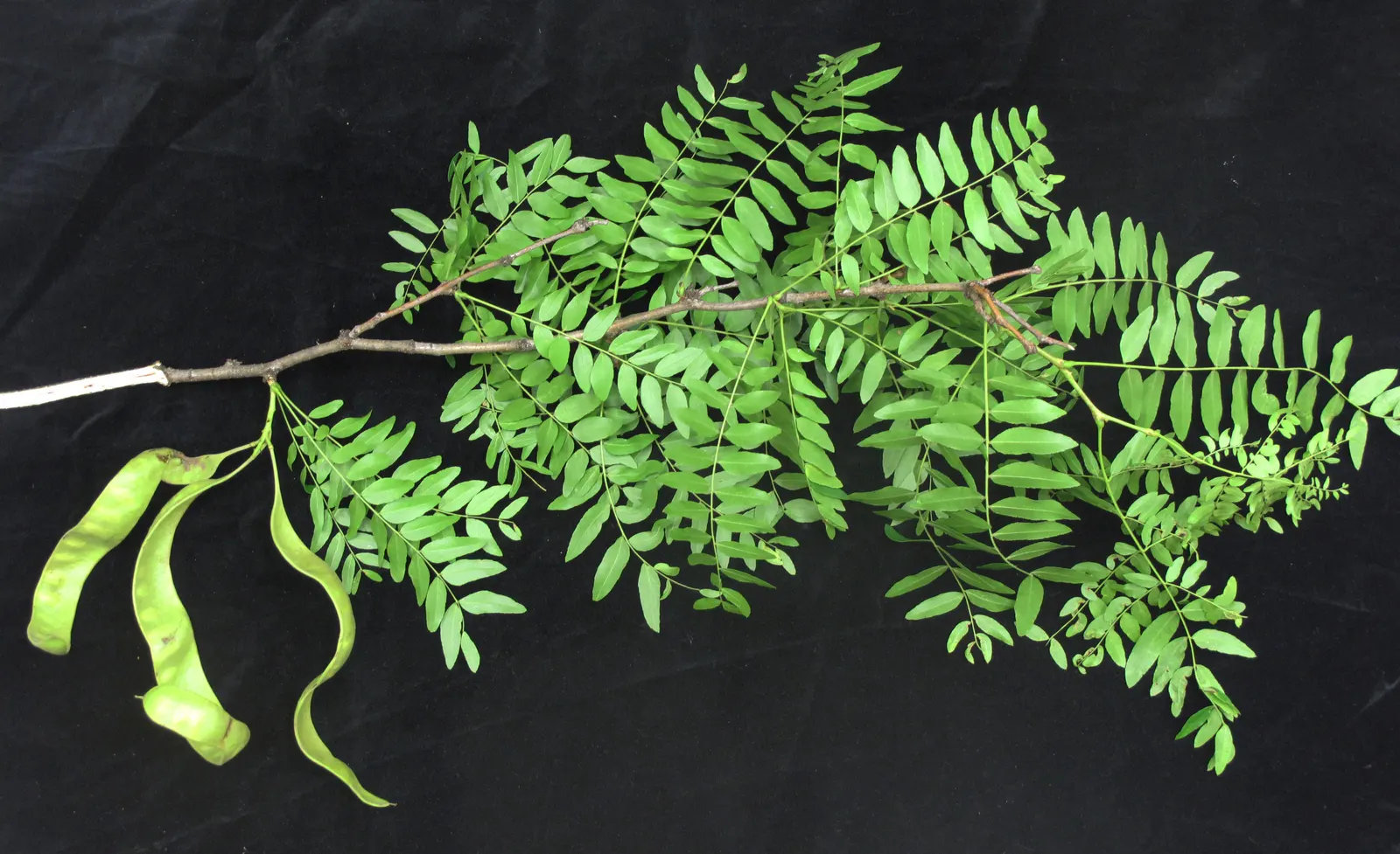 Honey Locust (Gleditsia Triacanthos Inermis) — the Honey Locust tolerates a diverse range of soil conditions including acidic
