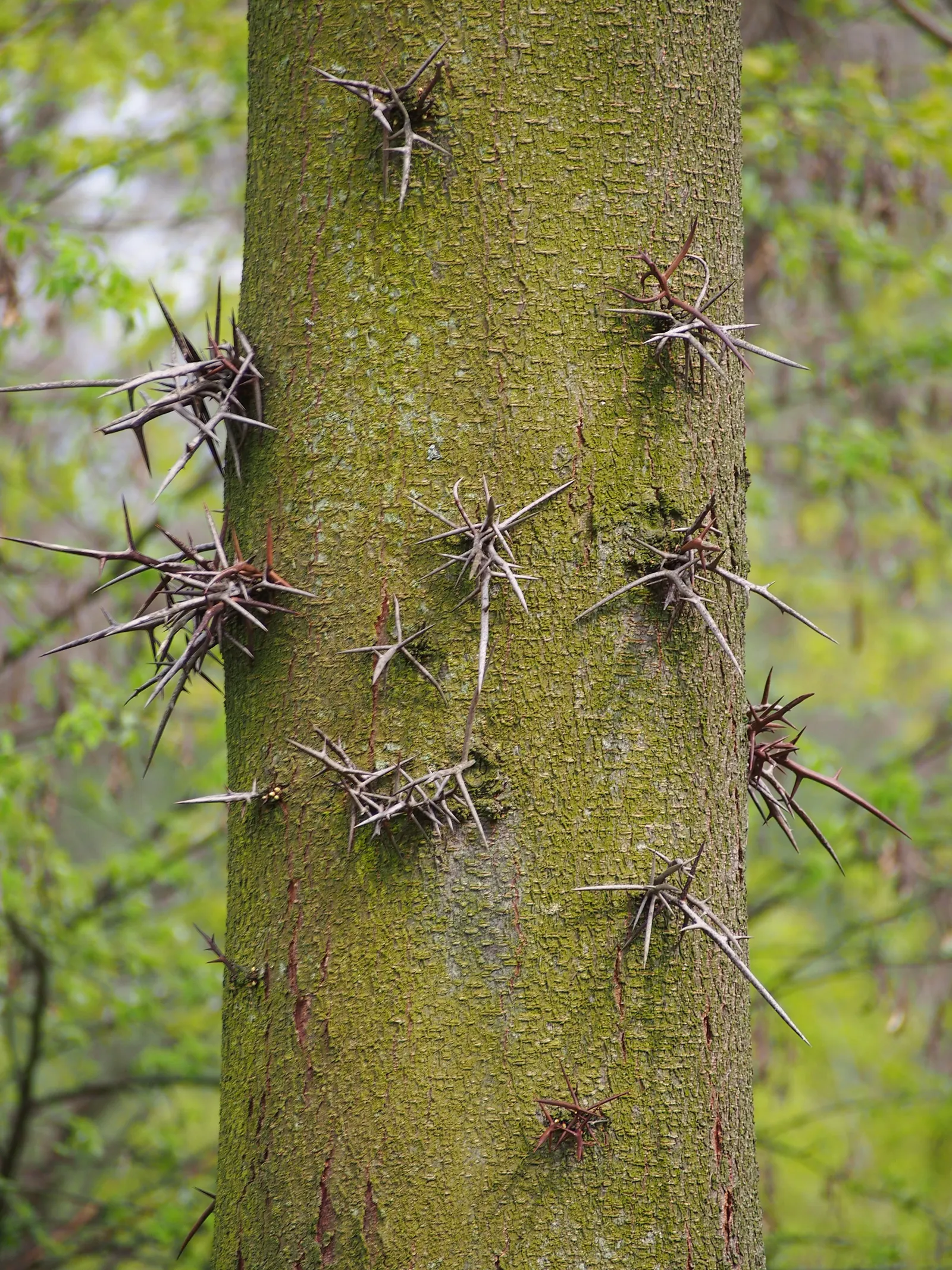 Honey Locust (Gleditsia Triacanthos Inermis) — 'Gleditsia triacanthos inermis,' is a fast-growing deciduous tree reaching 30-70 feet tall