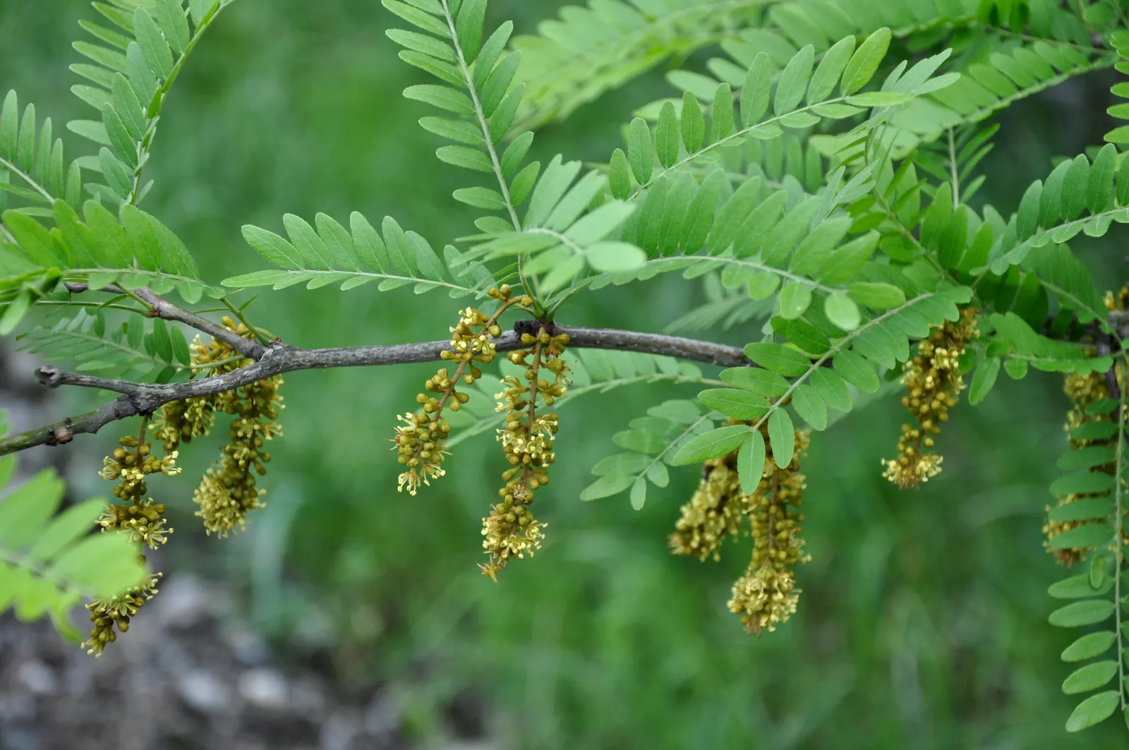Honey Locust (Gleditsia Triacanthos Inermis) — maintaining a generally rounded form; offering seasonal interest in residential or urban landscapes