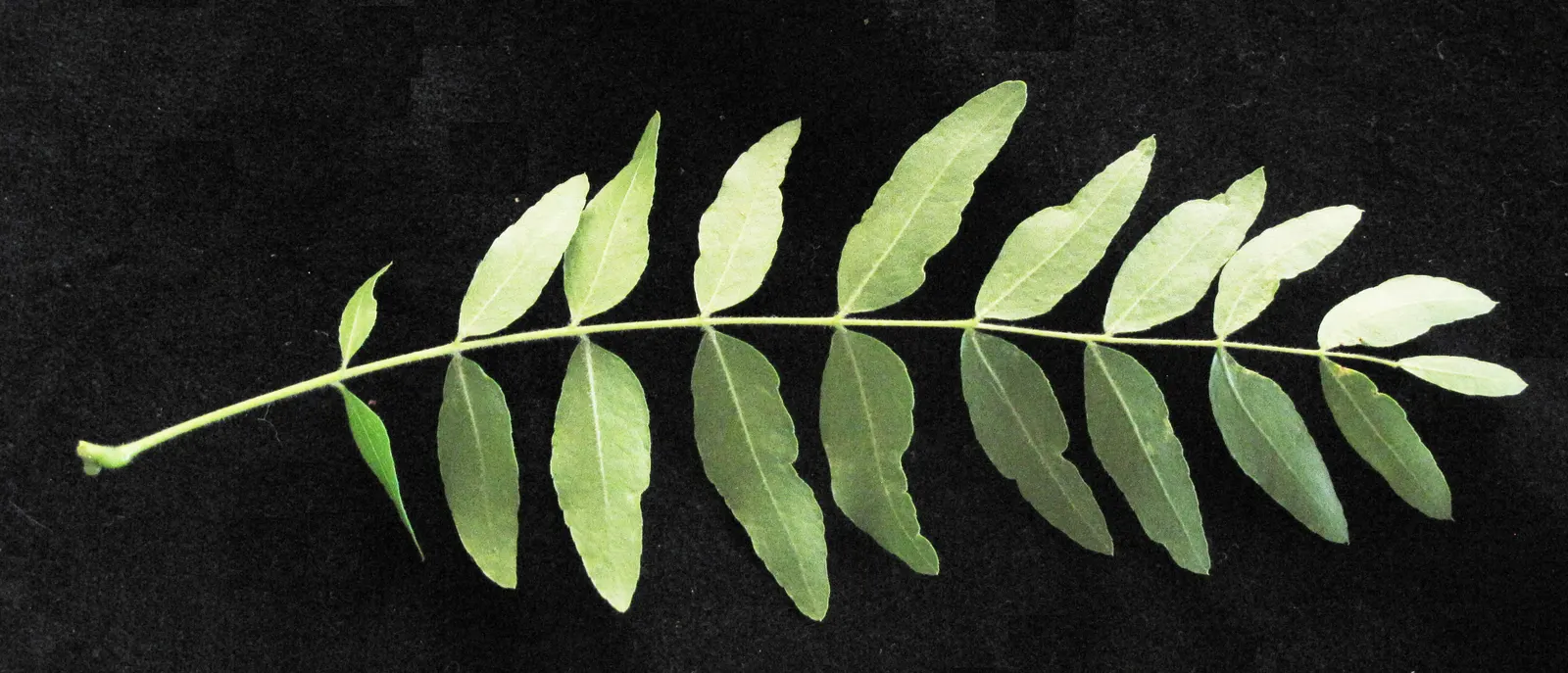 Honey Locust (Gleditsia Triacanthos Inermis) — Notable for its drought tolerance once established; is a popular deciduous tree known for its, image 98