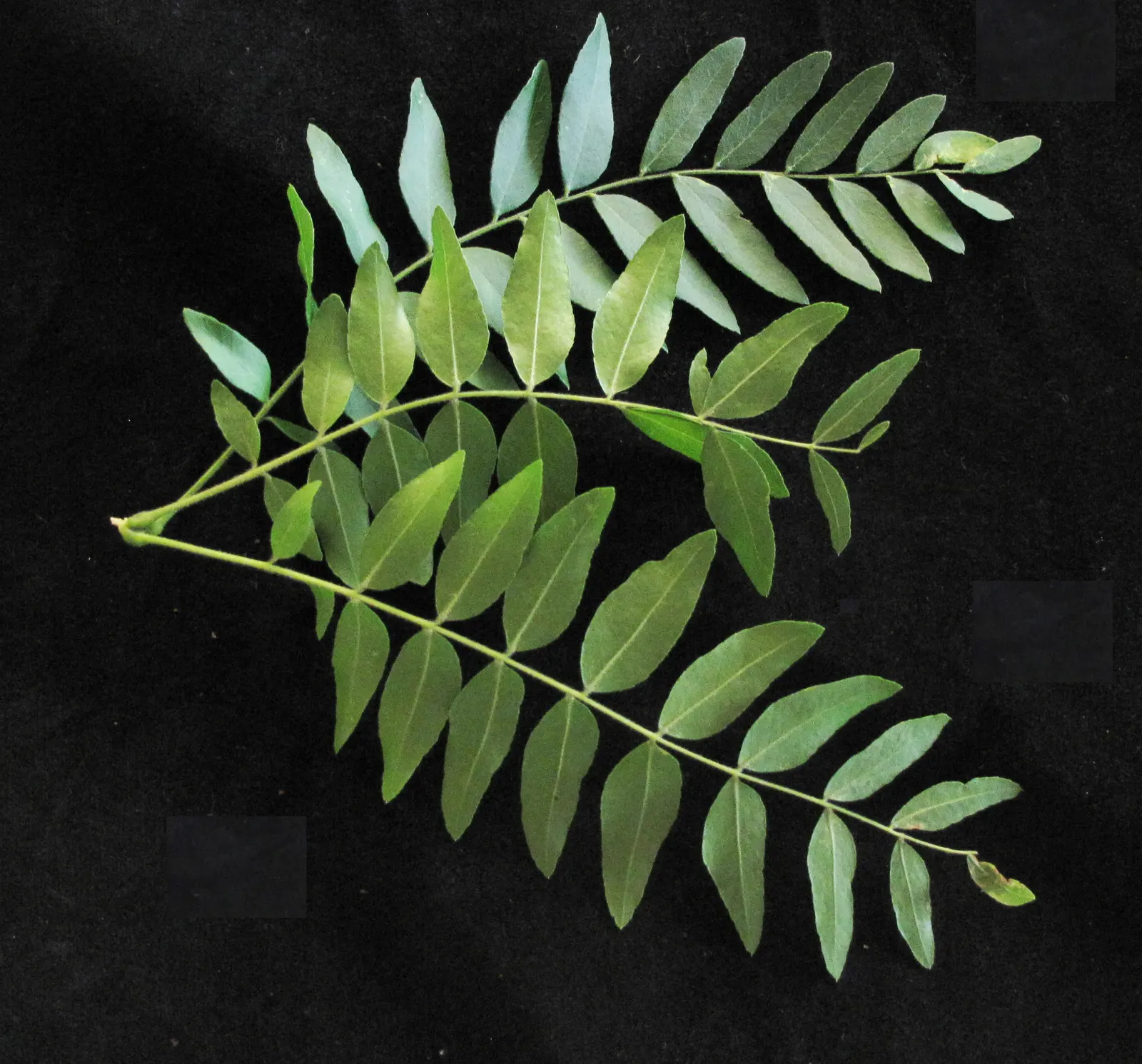 Honey Locust (Gleditsia Triacanthos Inermis) — which allows turf and other plantings to thrive beneath it; open canopy and filtered shade, image 87
