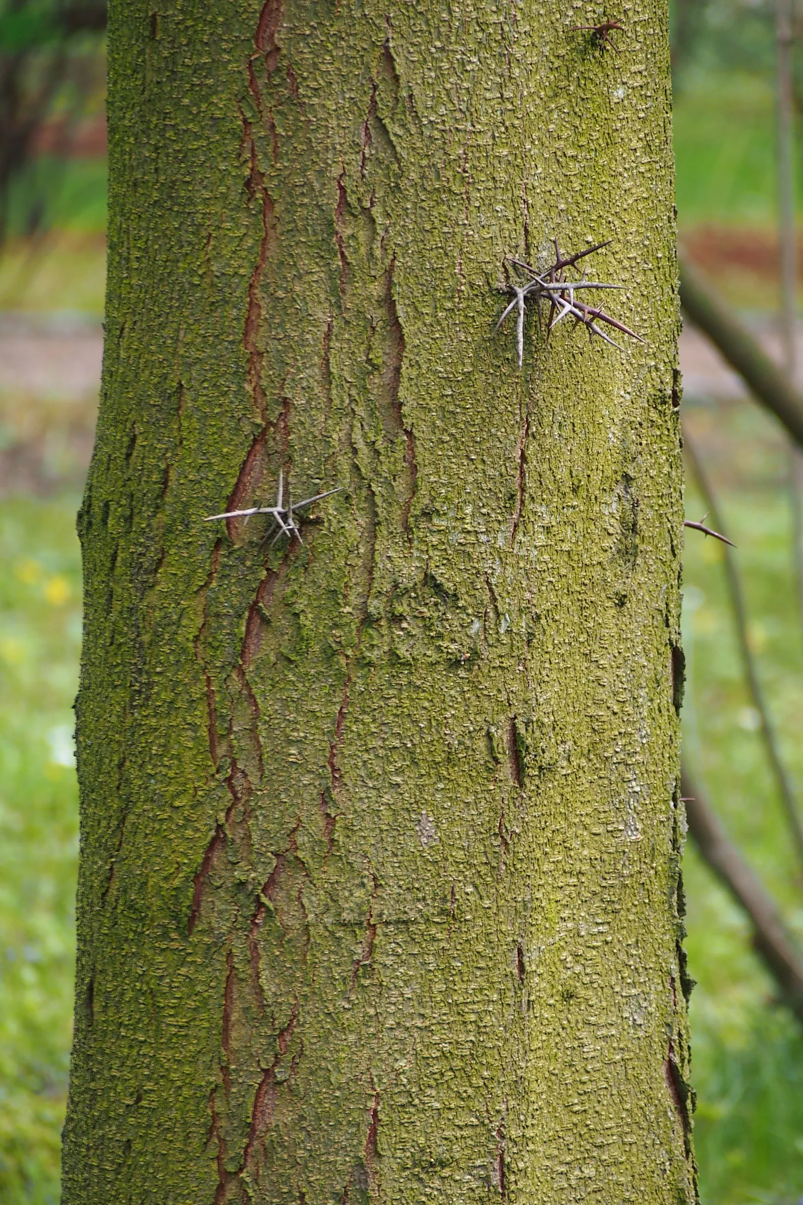 Honey Locust (Gleditsia Triacanthos Inermis) — but it thrives in full sun to partial shade; tree for full or half