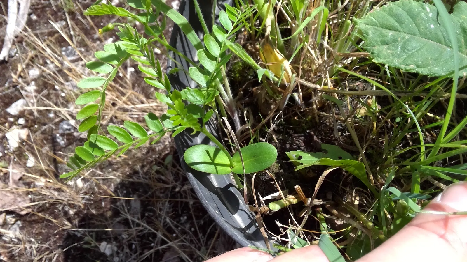 Honey Locust (Gleditsia Triacanthos Inermis) — scientifically referred to as Gleditsia triacanthos inermis; distinguishing it from the species, image 84