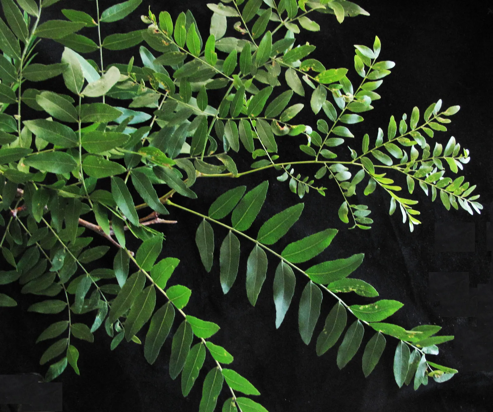 Honey Locust (Gleditsia Triacanthos Inermis) — greenish-yellow flowers bloom in late spring; this low-maintenance species thrives in full sun and tolerates