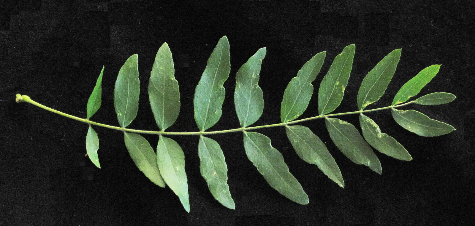 Honey Locust (Gleditsia Triacanthos Inermis) — greenish-yellow flowers bloom in late spring; this low-maintenance species thrives in full sun and, image 75