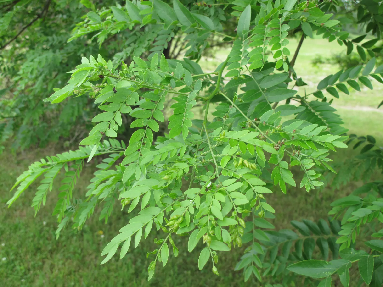 Honey Locust (Gleditsia Triacanthos Inermis) — bipinnate leaves are a vibrant green; with a spread of 30 to 50 feet, image 88