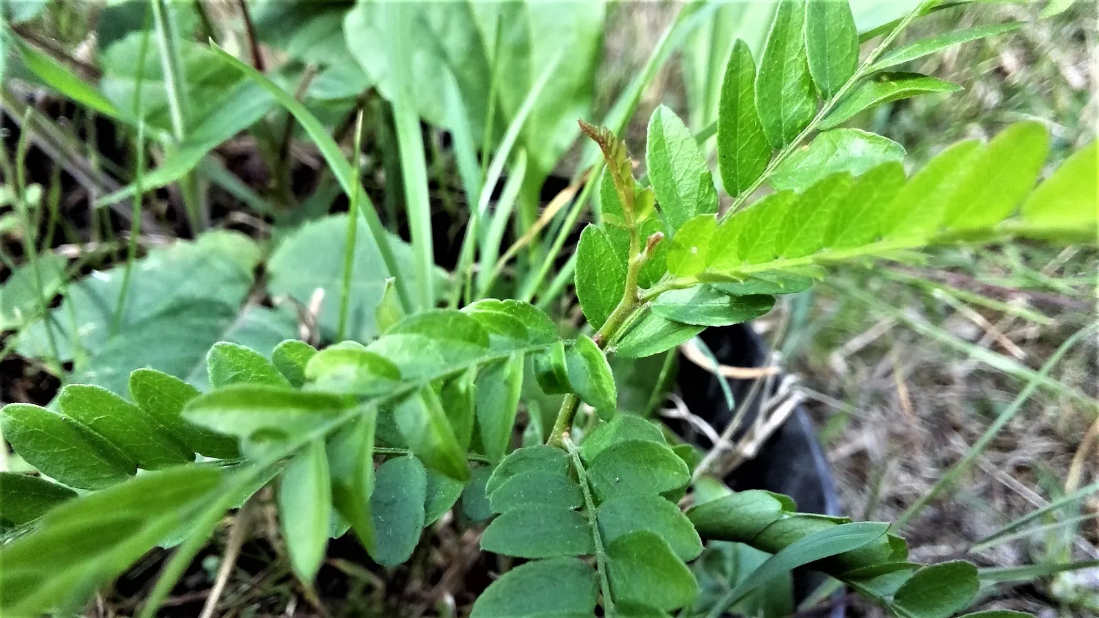 Honey Locust (Gleditsia Triacanthos Inermis) — scientifically referred to as Gleditsia triacanthos inermis; distinguishing it from the species, image 110