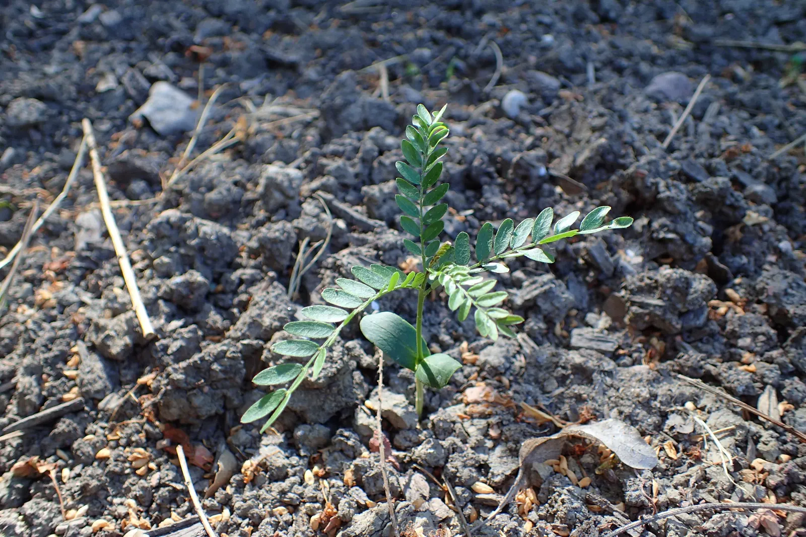 Honey Locust (Gleditsia Triacanthos Inermis) — It boasts small leaflets that create dappled shade and is generally thornless; the Honey Locust tolerates a