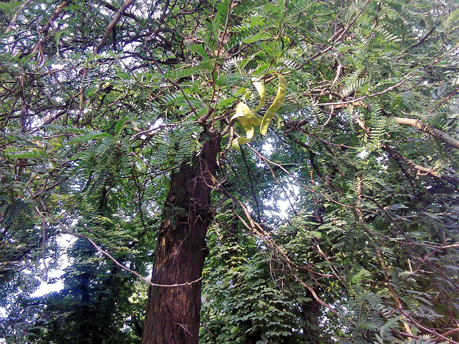 Honey Locust (Gleditsia Triacanthos Inermis) — adding seasonal interest to any landscape design.<br><br>This cultivar 'inermis' is essentially thornless; it