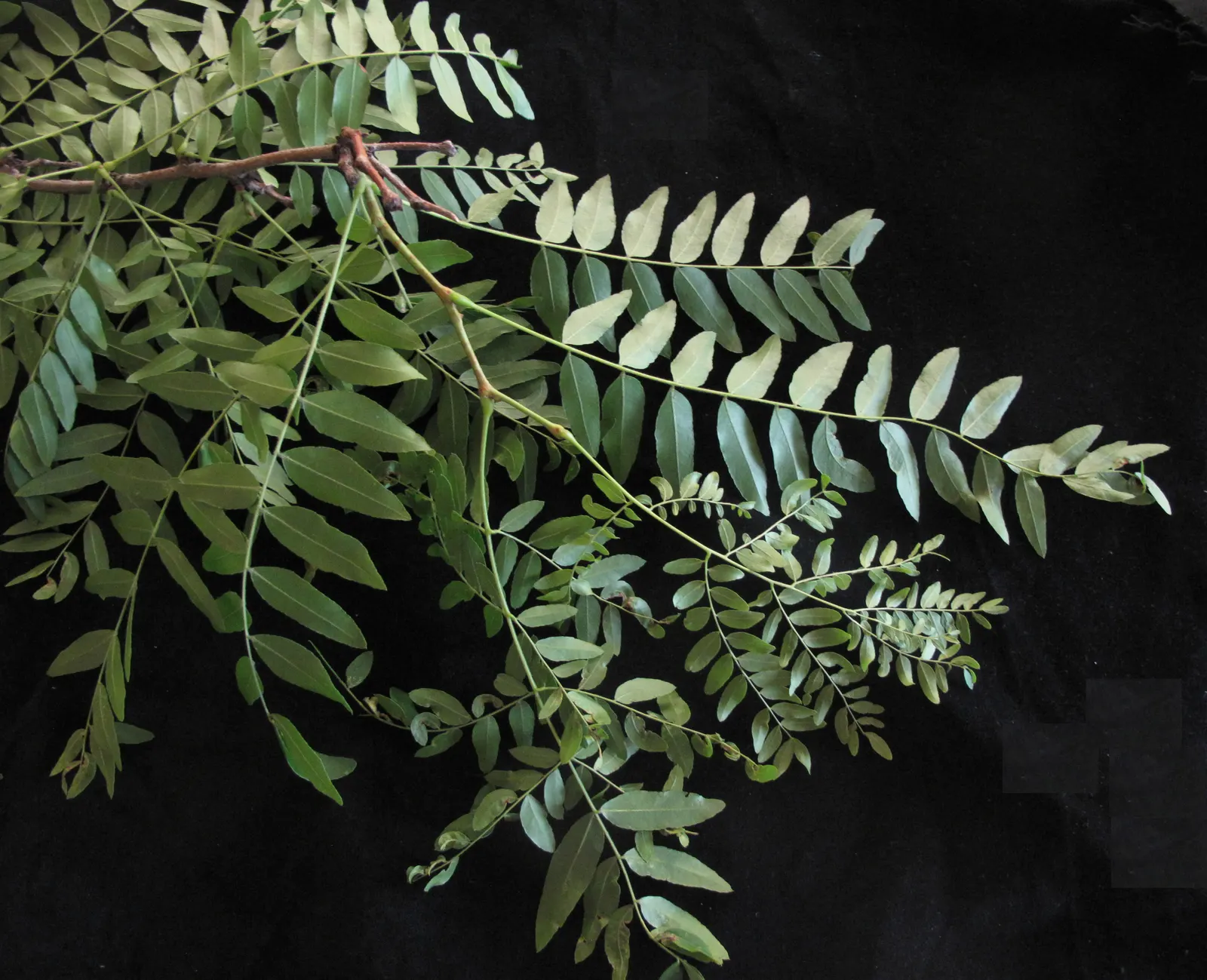 Honey Locust (Gleditsia Triacanthos Inermis) — offering seasonal interest in residential or urban landscapes; scientifically referred to as Gleditsia