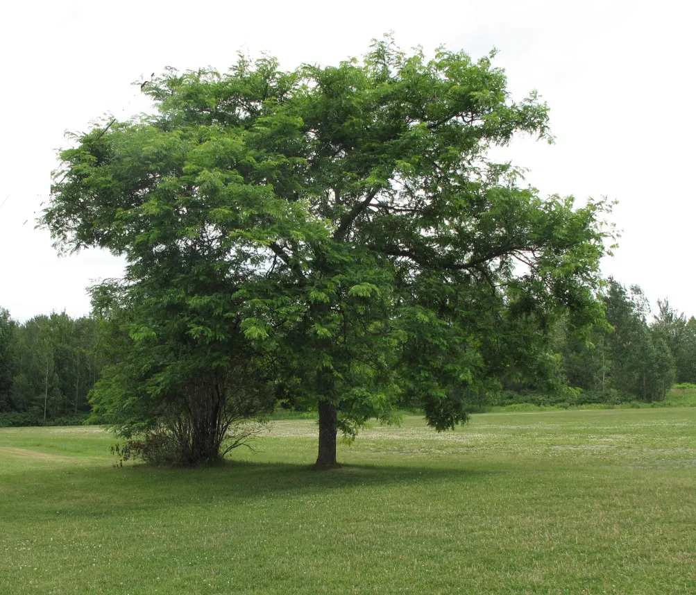 Honey Locust (Gleditsia Triacanthos Inermis) — greenish-yellow flowers bloom in late spring