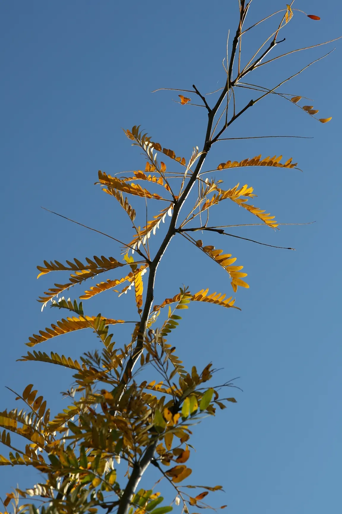 Honey Locust (Gleditsia Triacanthos Inermis) — Notable for its drought tolerance once established; is a popular deciduous tree known for its, image 72