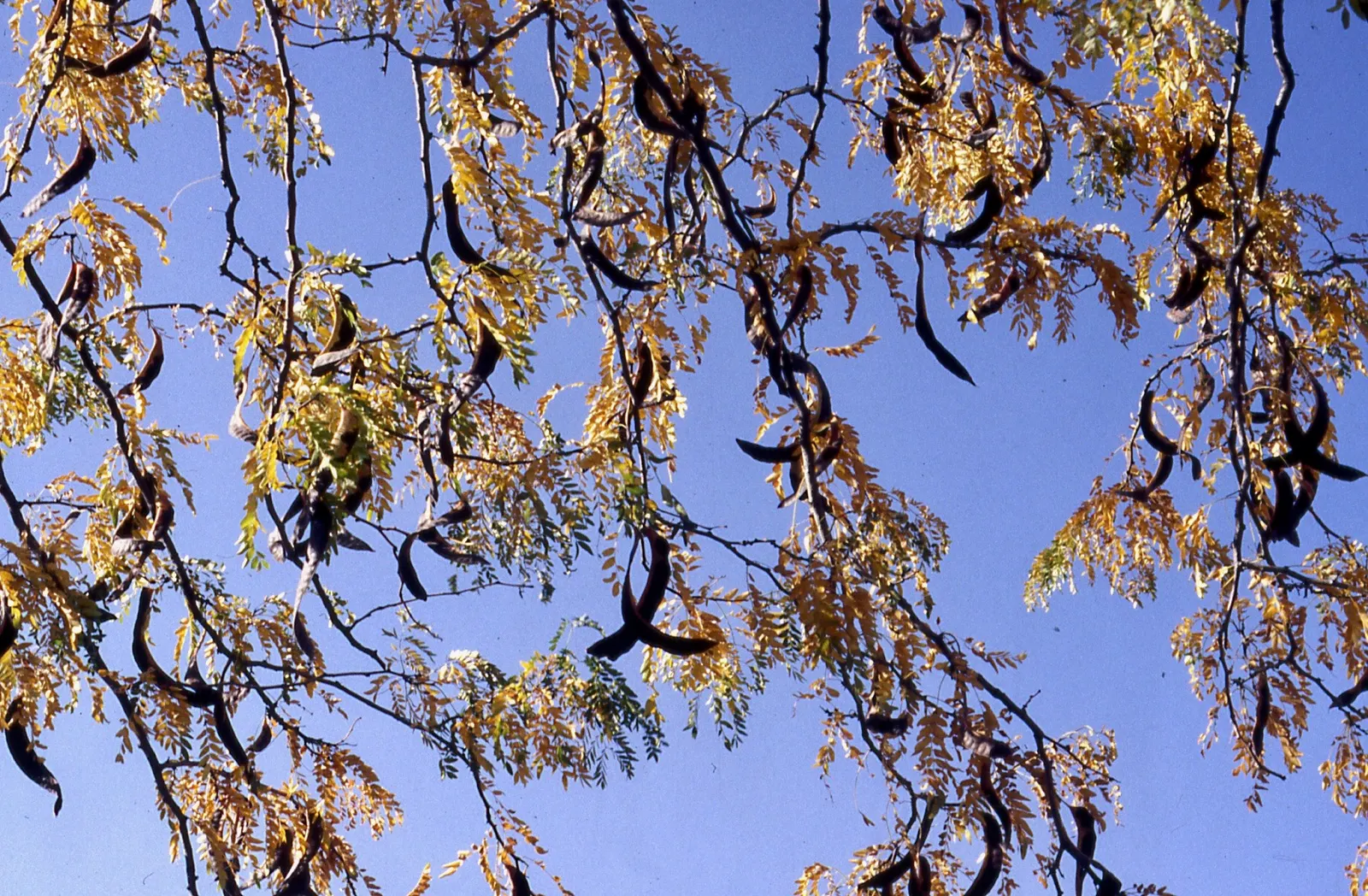 Honey Locust (Gleditsia Triacanthos Inermis) — which allows turf and other plantings to thrive beneath it; open canopy and filtered shade, image 61