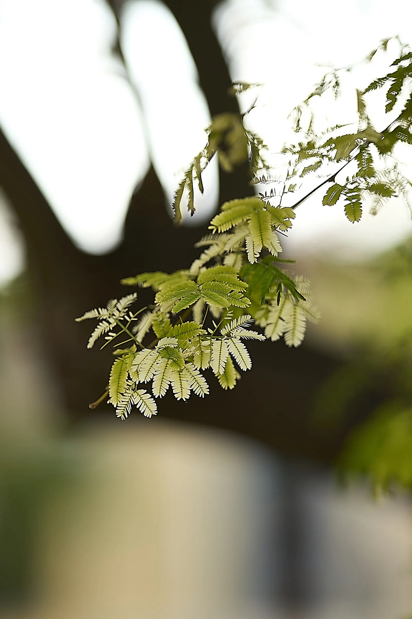 Honey Locust (Gleditsia Triacanthos Inermis) — making it a low-maintenance option.<br><br>Tiny; the tree requires minimal care