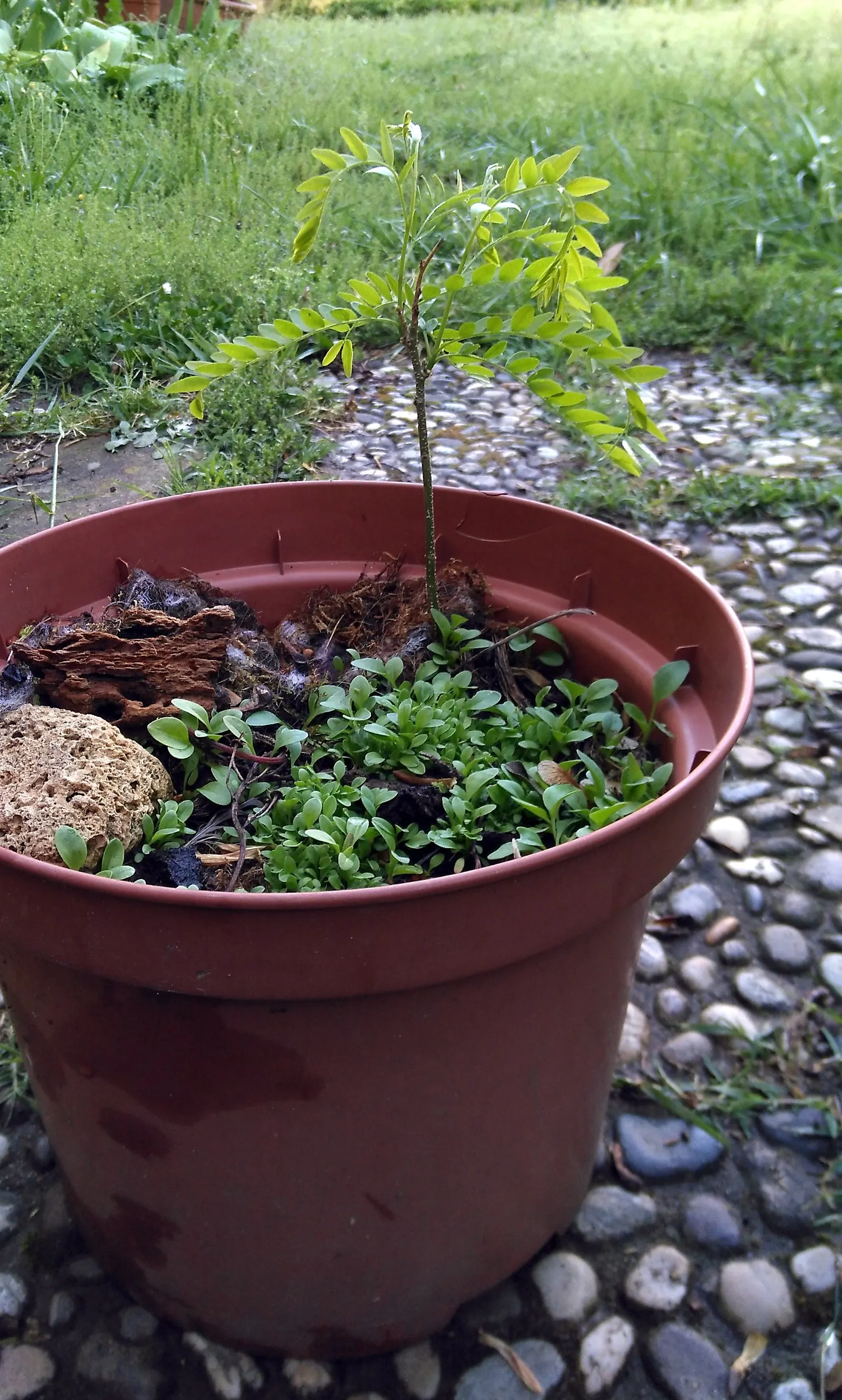 Honey Locust (Gleditsia Triacanthos Inermis) — making it a low-maintenance option.<br><br>Tiny