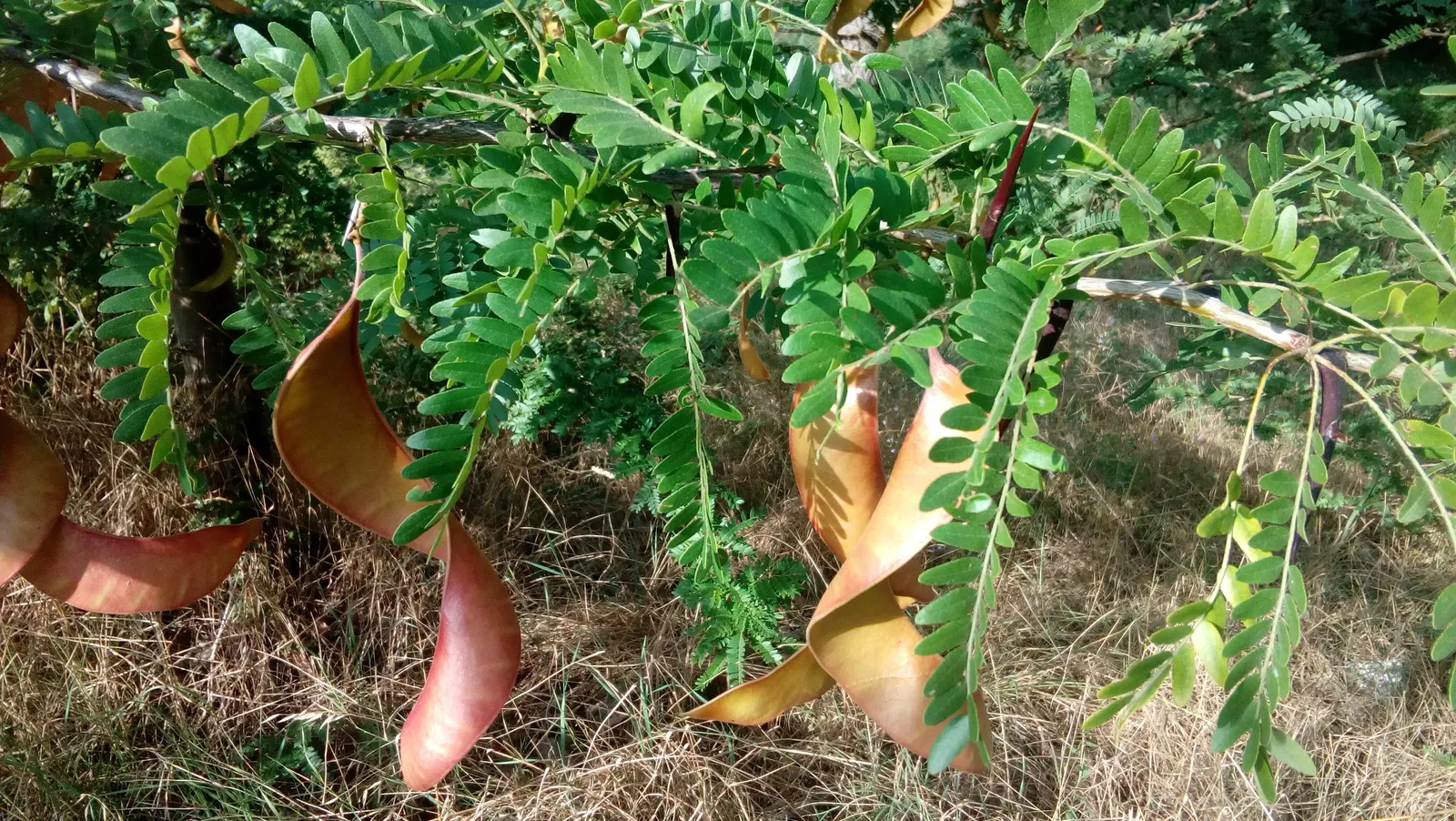 Honey Locust (Gleditsia Triacanthos Inermis) — featuring fragrant spring flowers and twisty seed pods in fall; twisted seed pods in the fall, image 82