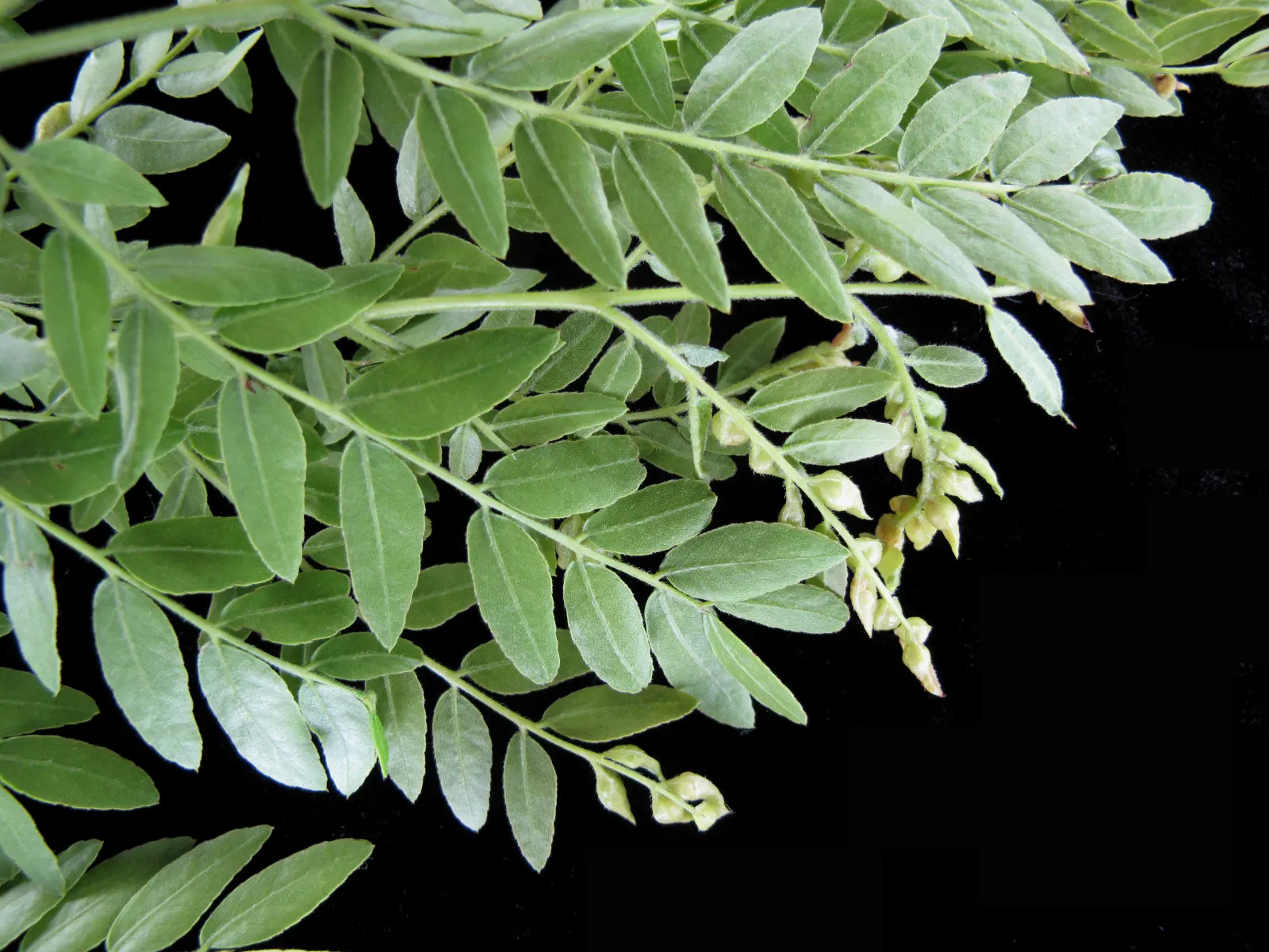 Honey Locust (Gleditsia Triacanthos Inermis) — distinguishing it from the species typically armed with formidable thorns