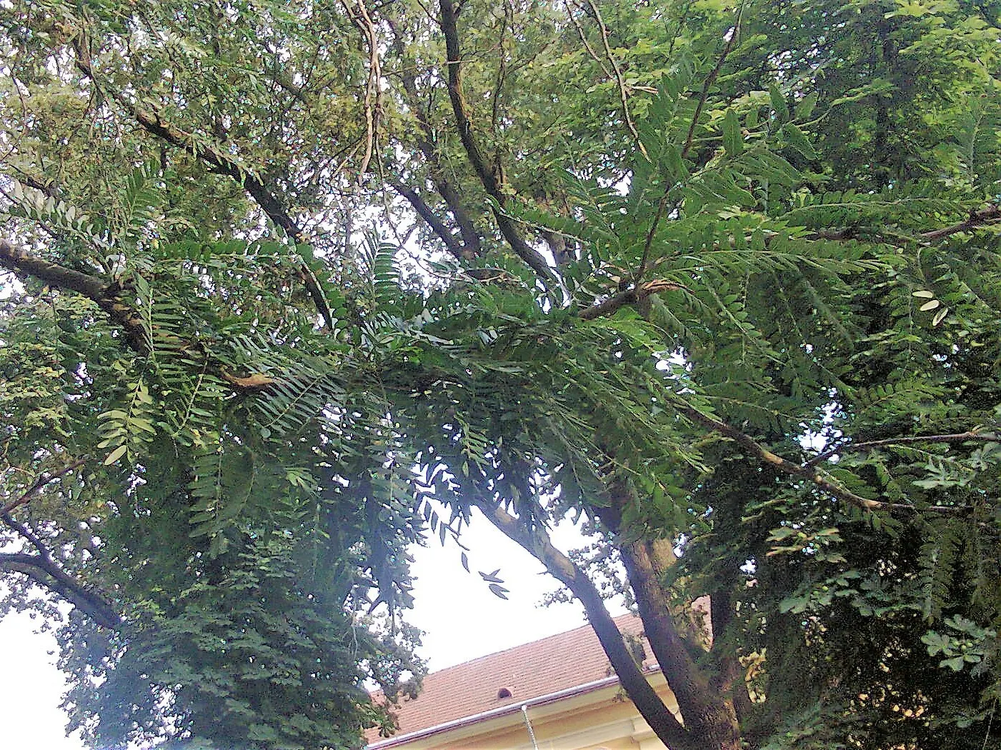 Honey Locust (Gleditsia Triacanthos Inermis) — This low-maintenance species thrives in full sun and tolerates various soil types; turning a, image 80