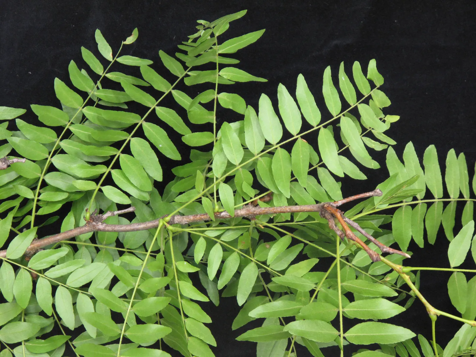 Honey Locust (Gleditsia Triacanthos Inermis) — It boasts small leaflets that create dappled shade and is generally thornless; the Honey Locust, image 55