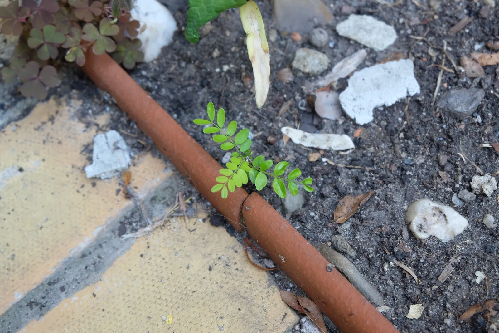 Honey Locust (Gleditsia Triacanthos Inermis) — bipinnate leaves are a vibrant green