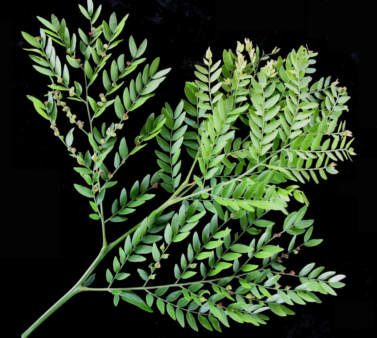 Honey Locust (Gleditsia Triacanthos Inermis) — twisted seed pods in the fall; maintaining a generally rounded form, image 103