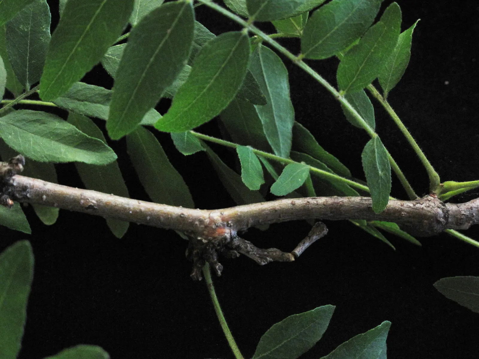 Honey Locust (Gleditsia Triacanthos Inermis) — open canopy and filtered shade