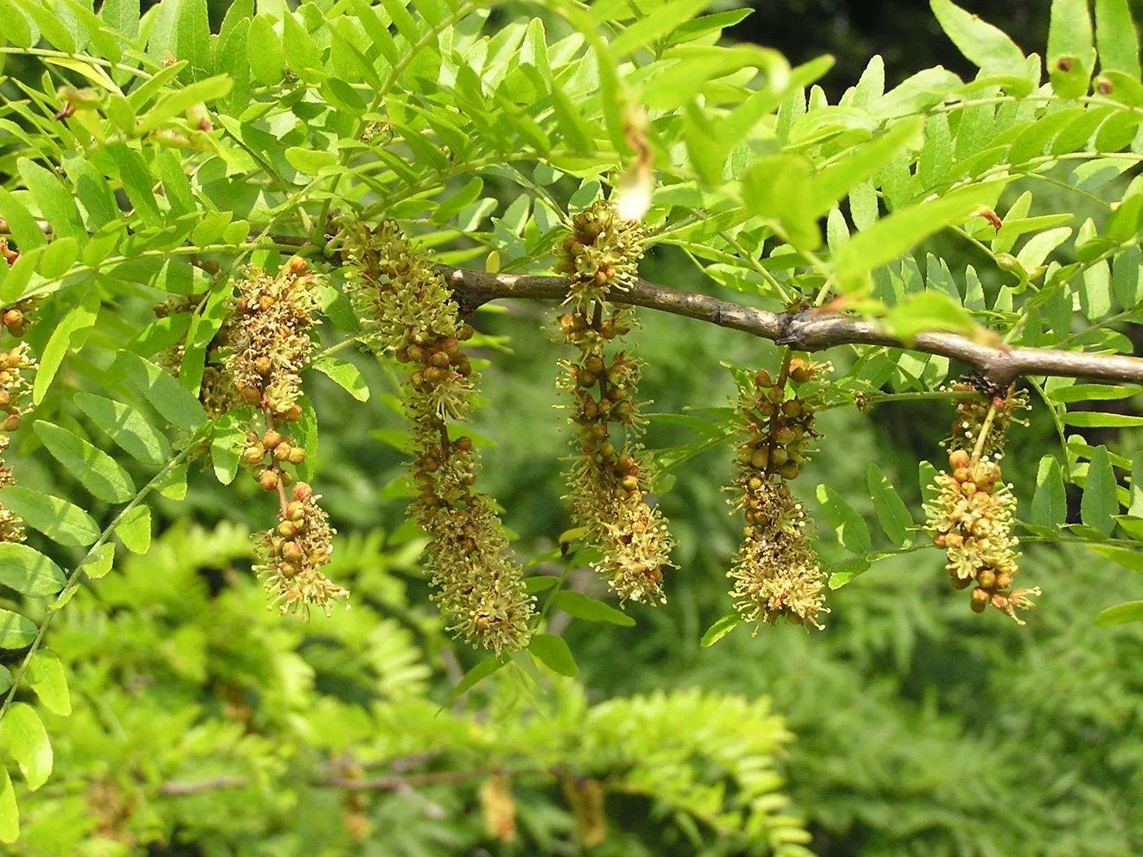 Honey Locust (Gleditsia Triacanthos Inermis) — The tree reaches a mature height of 30 to 70 feet; frequently increasing in height by more than 24 inches